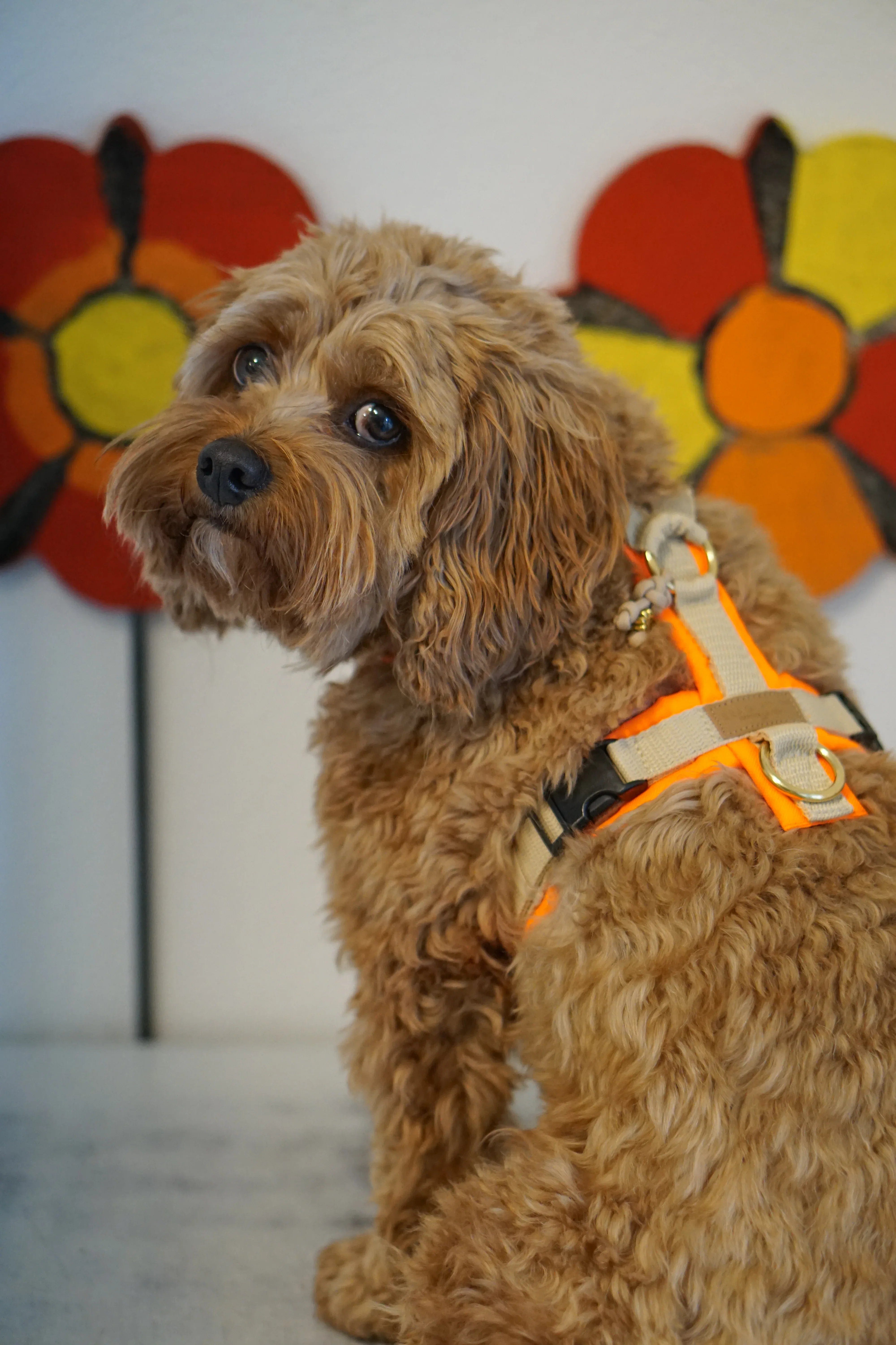 Brauner, lockiger Hund von hinten mit Blick über die Schulter, trägt ein beige-neonoranges BT EasyWalk® Tira Hundegeschirr, im Hintergrund b
