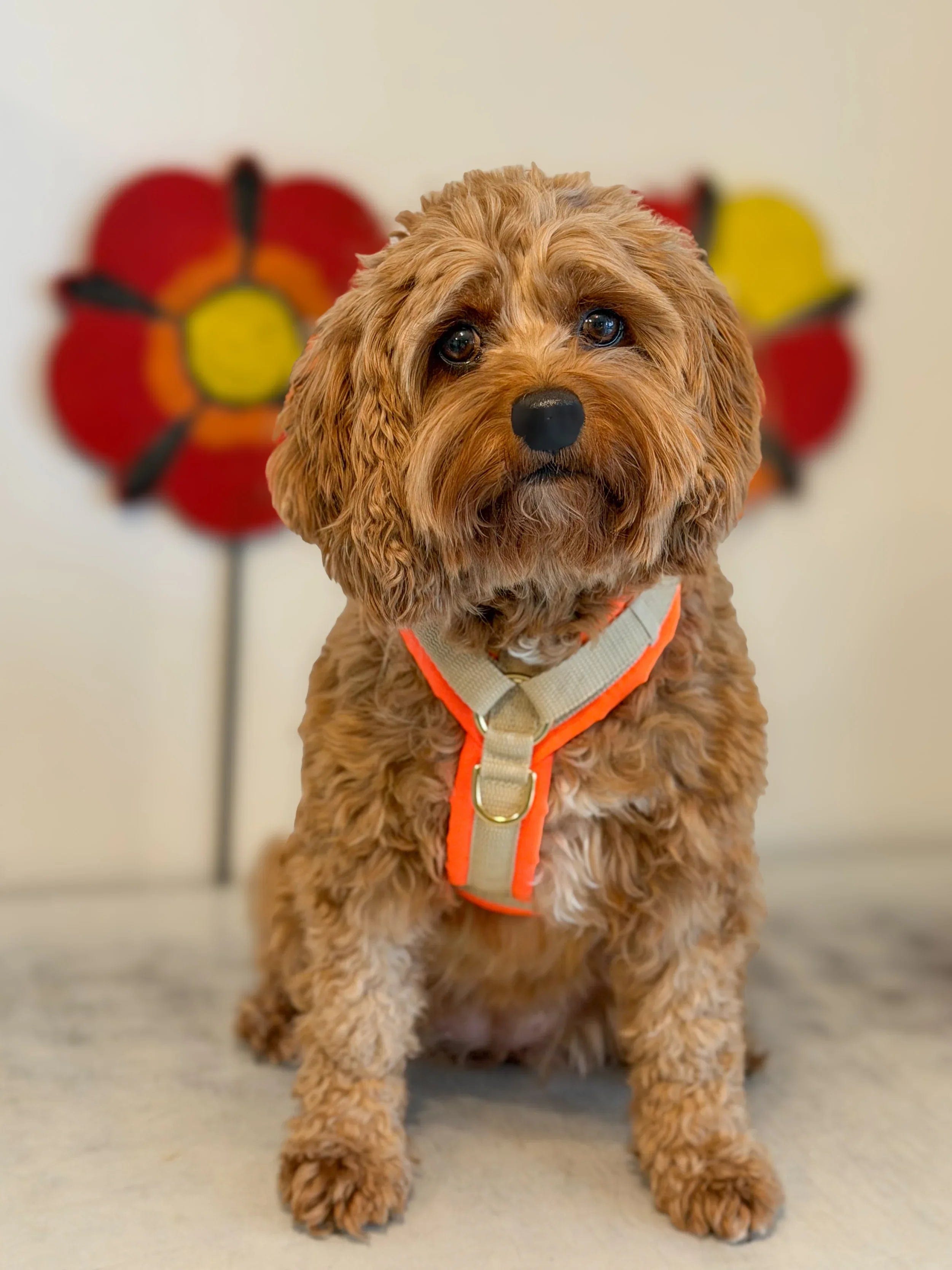 Kleiner brauner Hund mit lockigem Fell sitzt vor einer weißen Wand mit farbiger Blumen-Deko und trägt ein beige-neonorange Y-Hundegeschirr m
