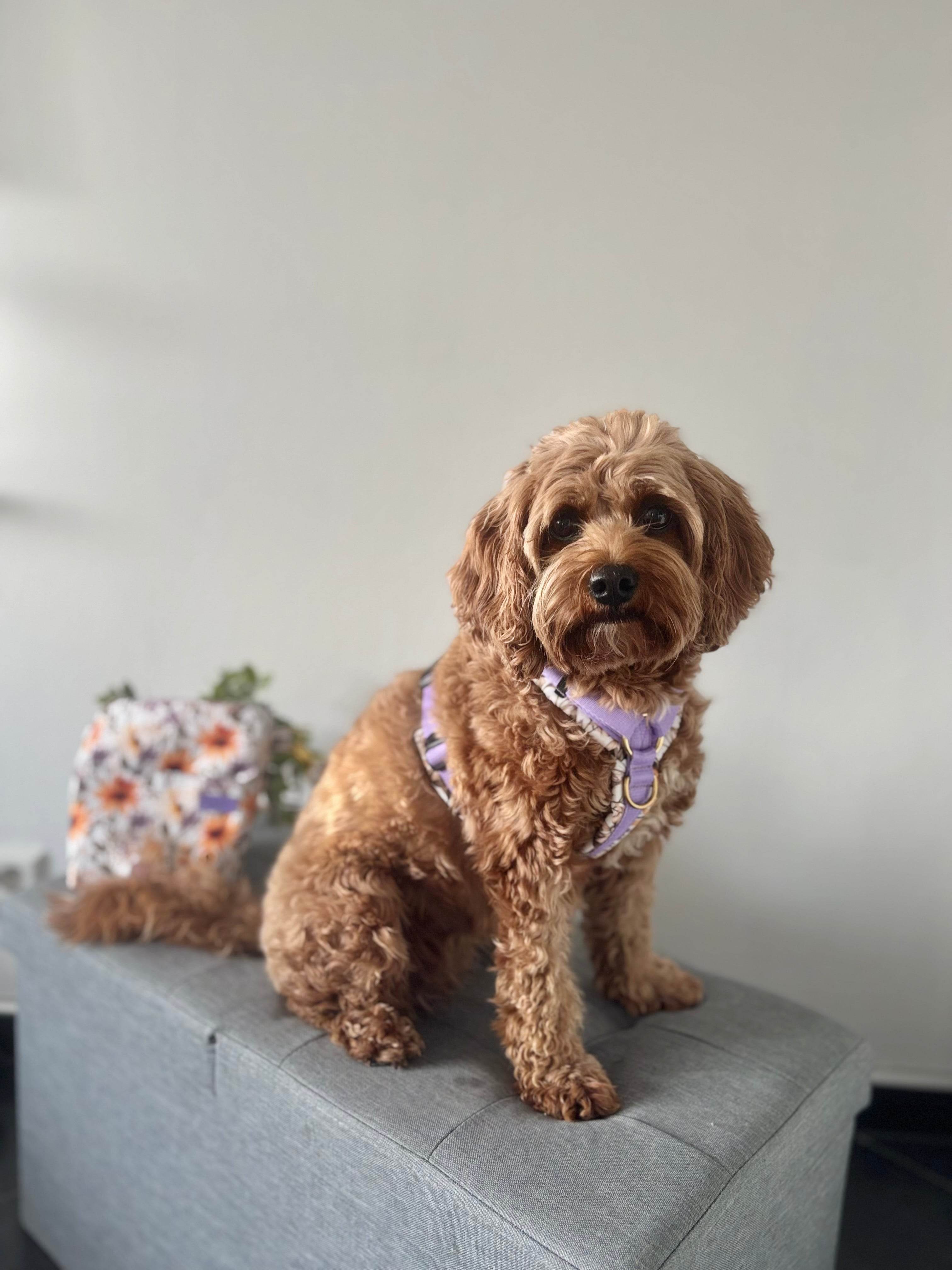 BT EasyWalk® Tira's Blumenzauber lila/gelb - Beagletuff