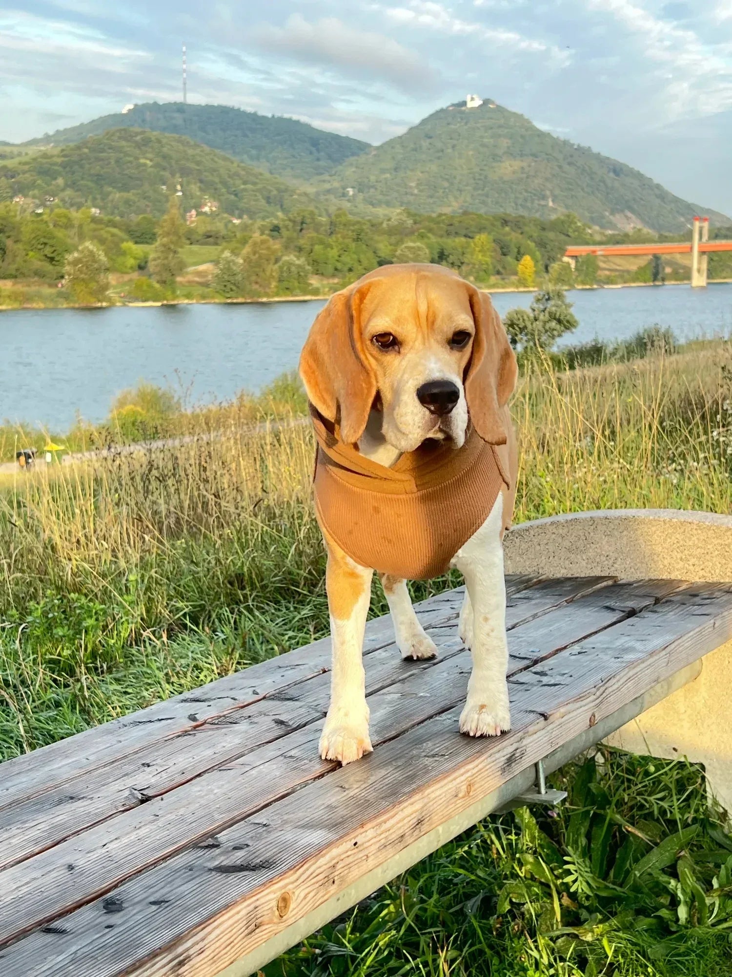 Paikka Seawool Hundeshirt Brown - Beagletuff