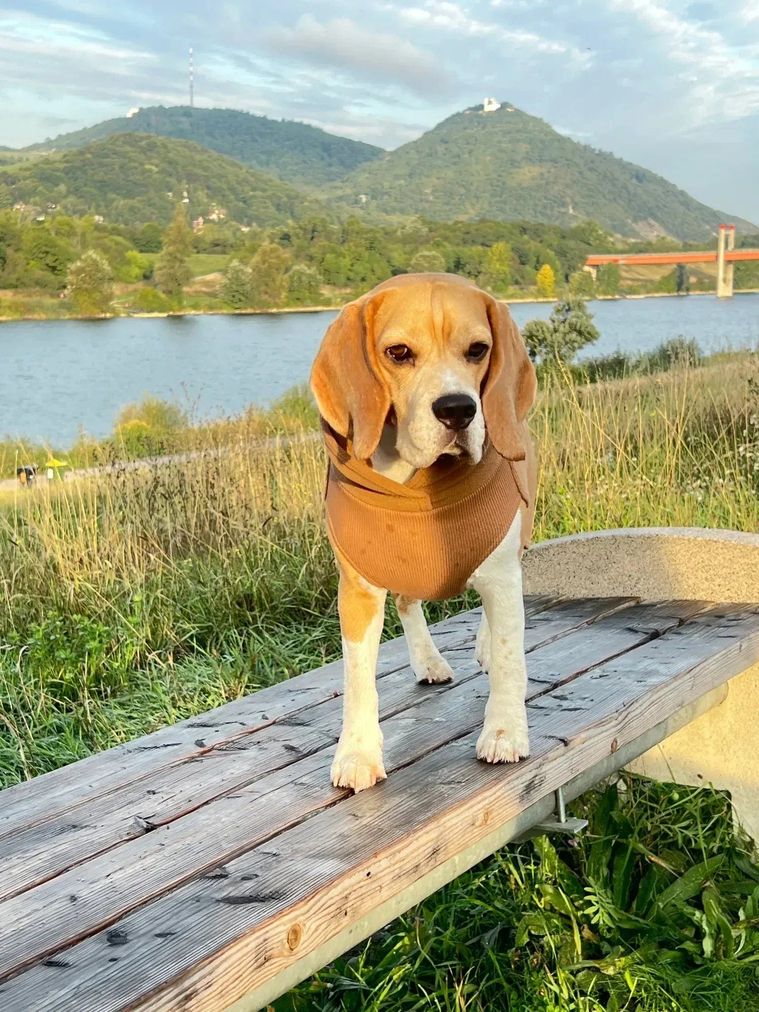 Paikka Seawool Hundeshirt Brown - Beagletuff