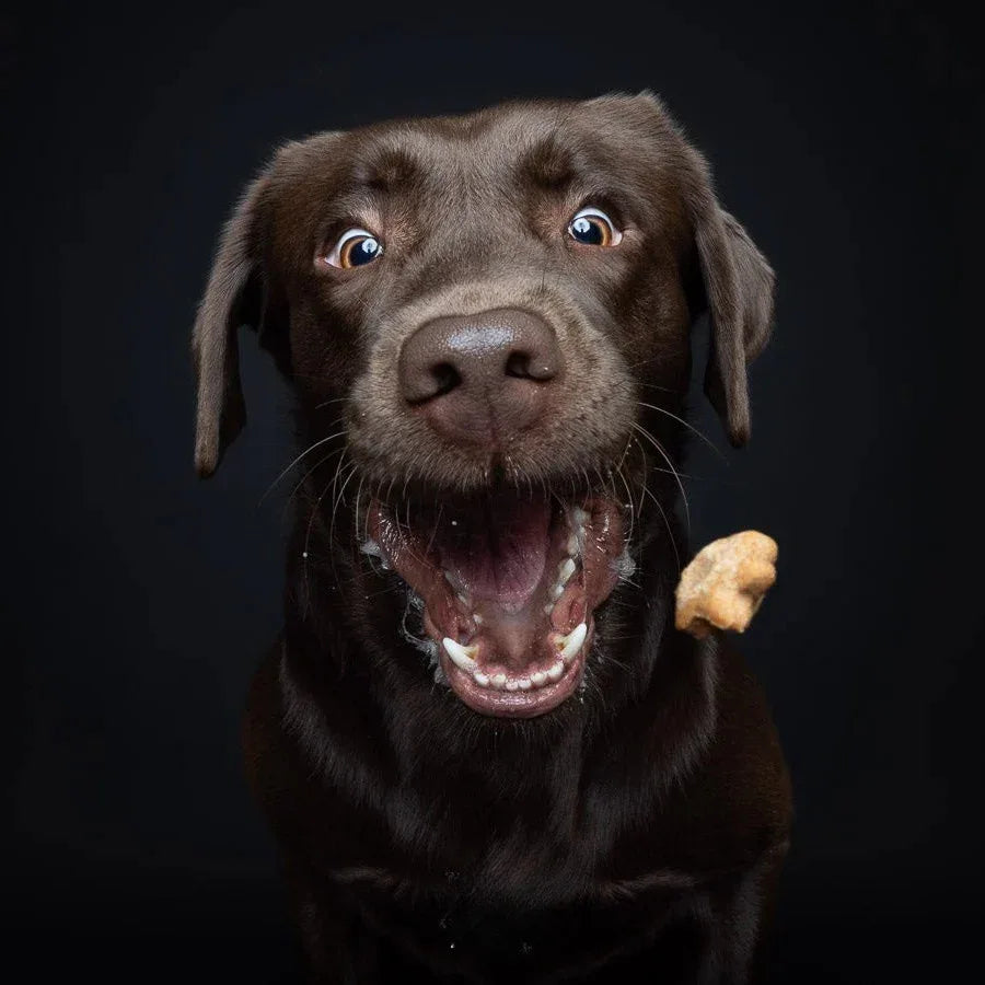 Baltic Biscuits Nordsterne - Beagletuff