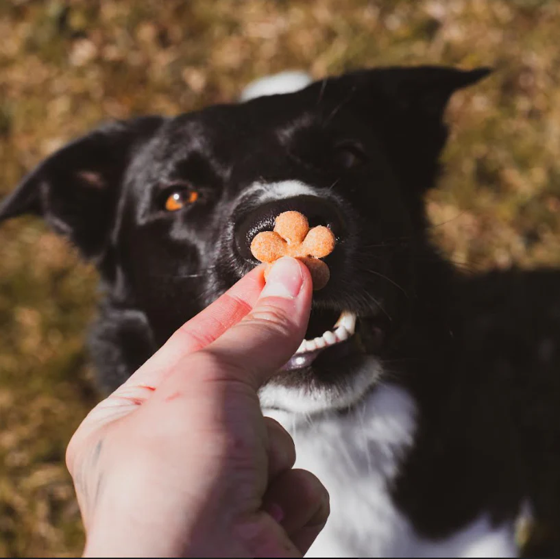 Quarkinis – Fruchtige Hundekekse mit Quark, Banane & Apfel von Baltic Biscuits