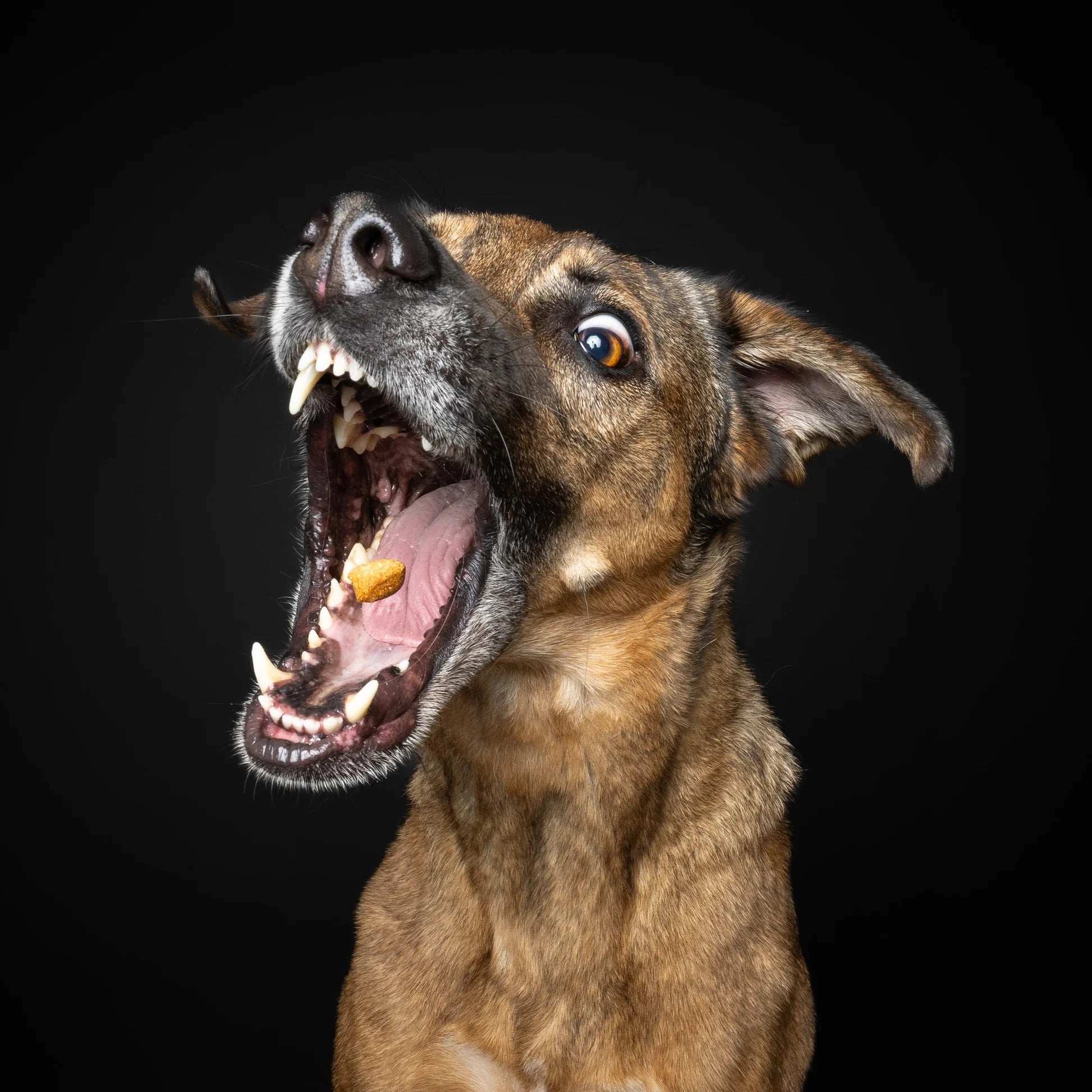 Baltic Biscuits Trainee's Dinkel-Kokos