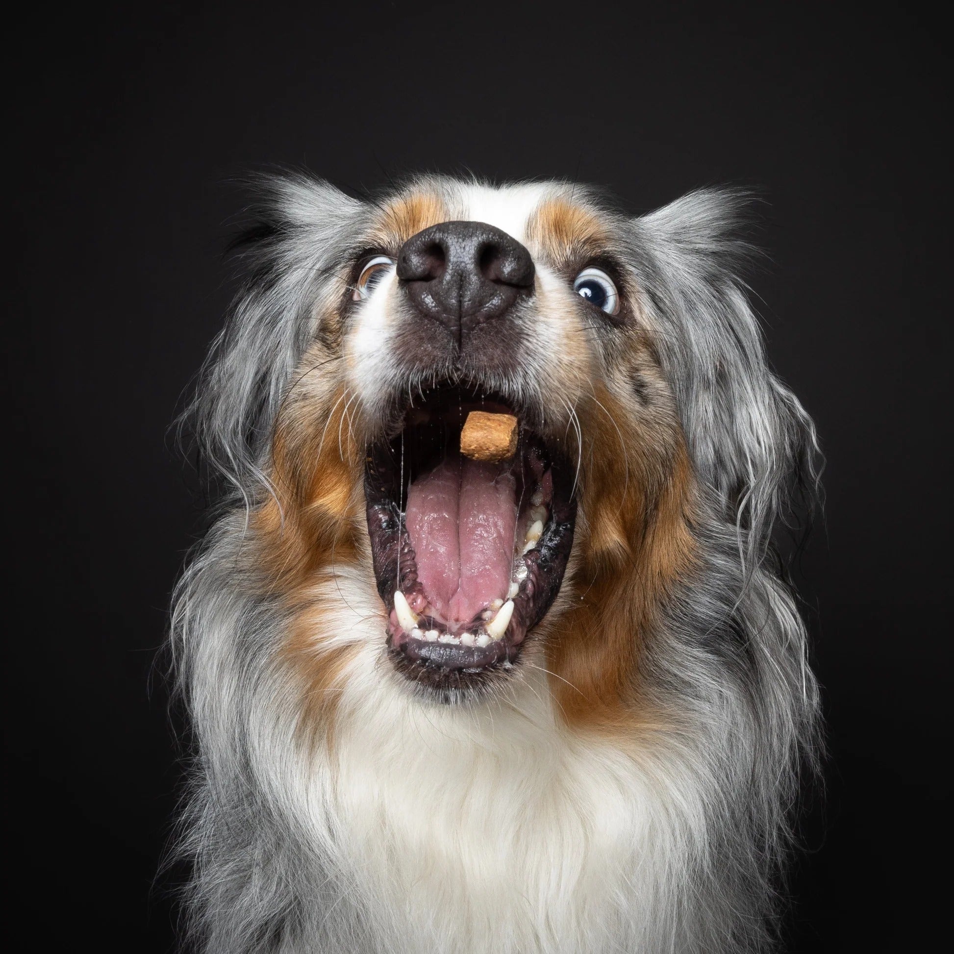 🥕 Flotte Karotte – Gemüse-Hundekekse mit Karotte, Rote Beete & Quark von Baltic Biscuits
