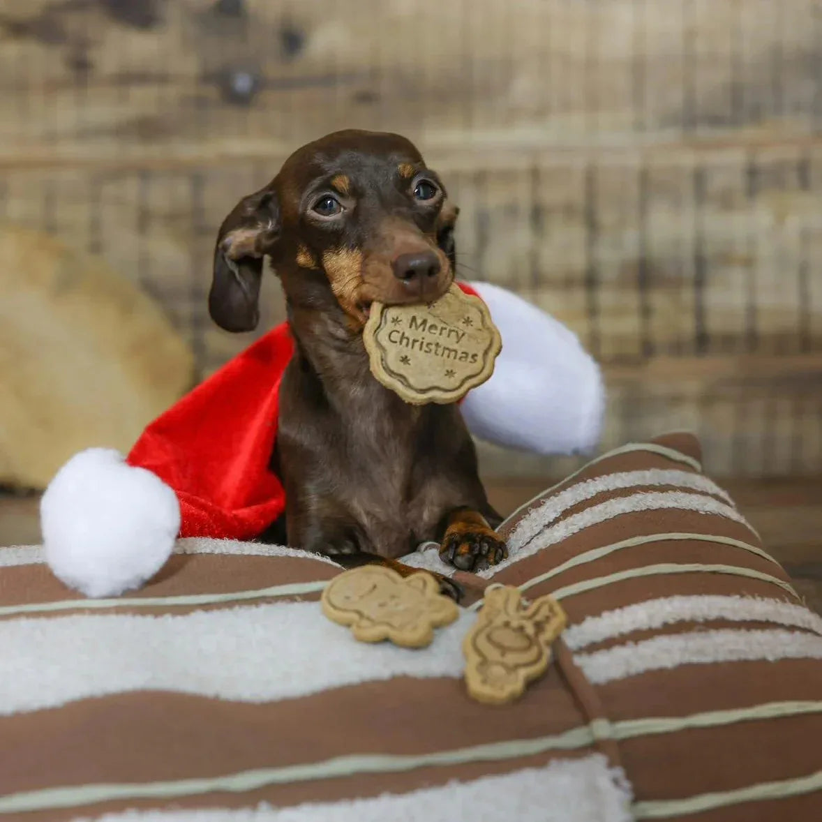 Baltic Biscuits Bratapfel Kekse - Beagletuff