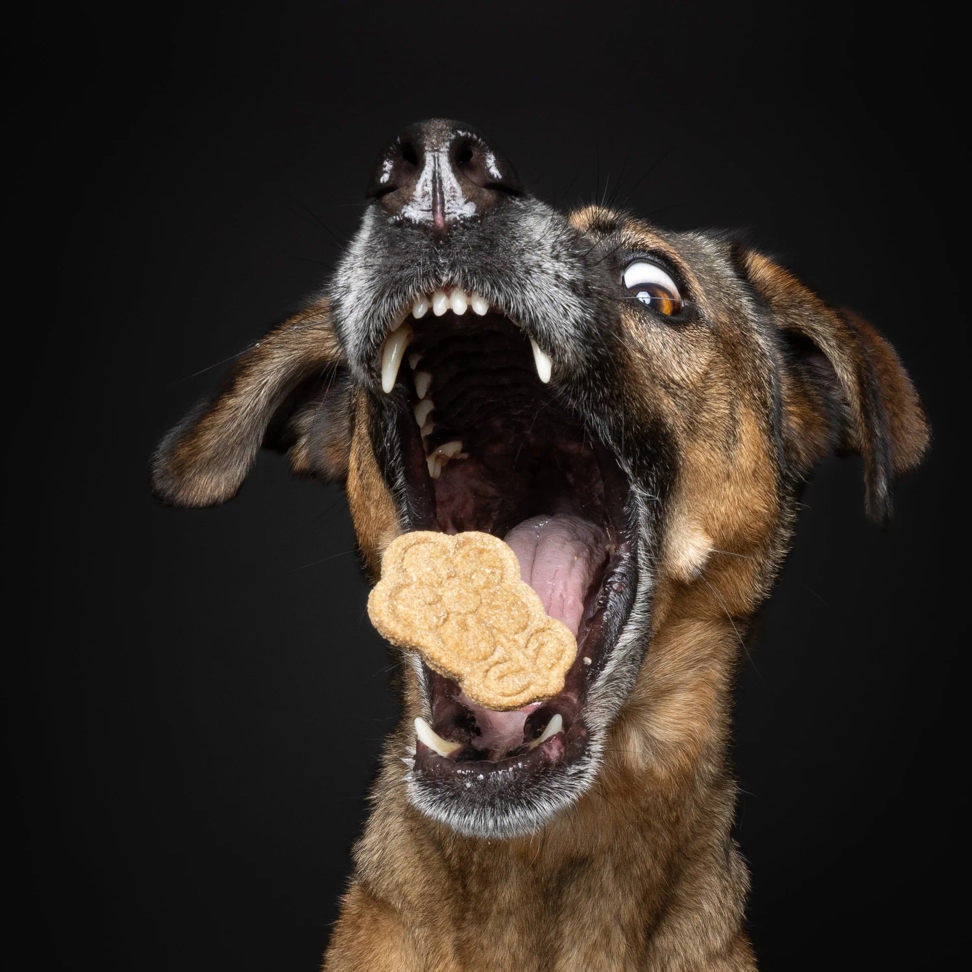 Baltic Biscuits Flower Power – Natürliche Hundekekse in 4 Blüten-Geschmacksrichtungen