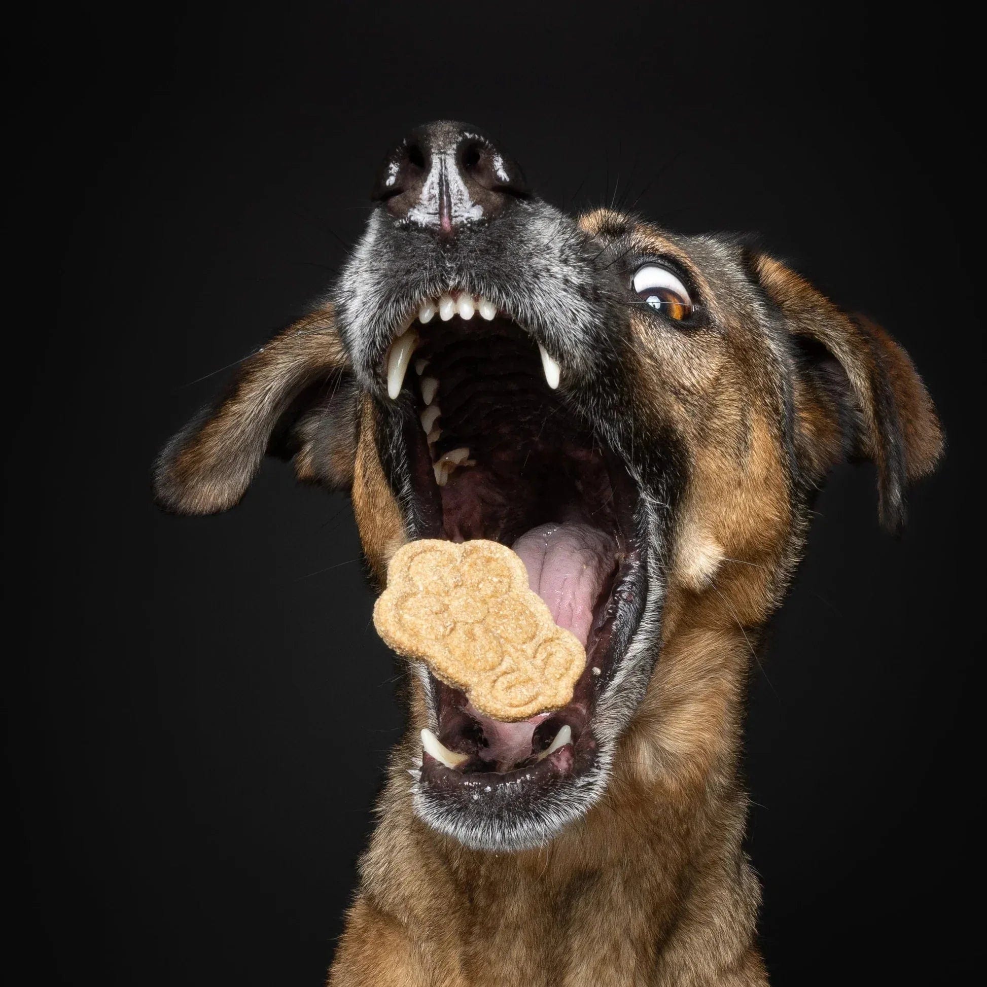 Großer braun-schwarzer Hund mit geöffnetem Maul, der einen blütenförmigen, hellbraunen Hundekeks auffängt mit Baltic Biscuits Flower Power