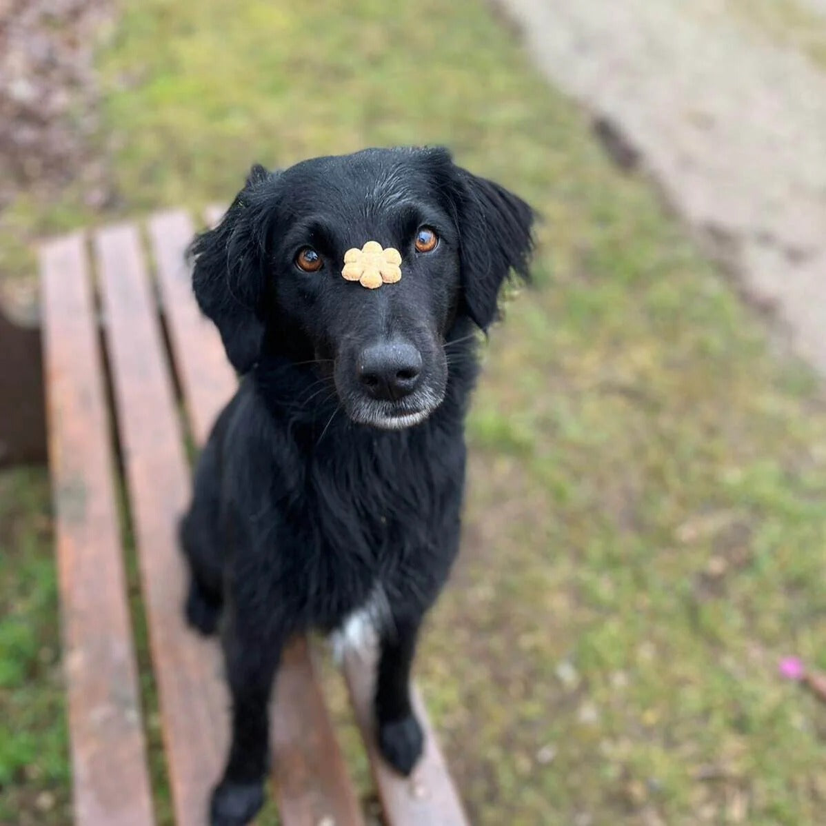 Quarkinis – Fruchtige Hundekekse mit Quark, Banane & Apfel von Baltic Biscuits