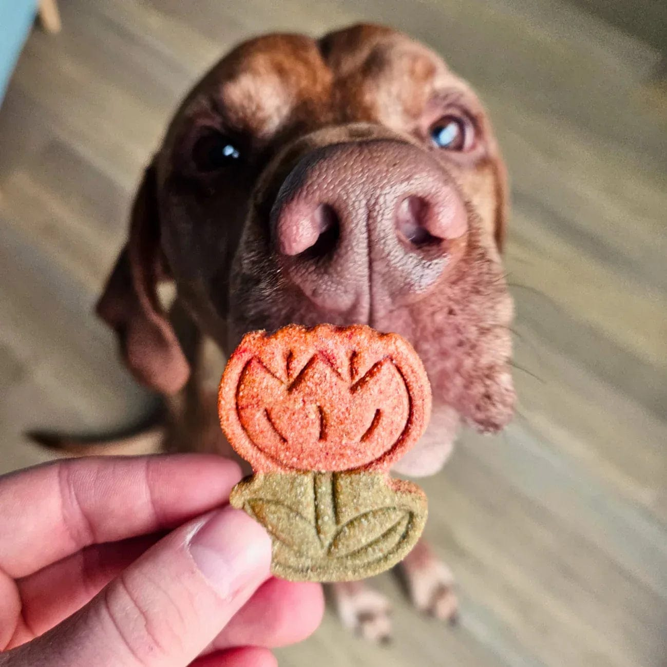 Baltic Biscuits Flower Power – Natürliche Hundekekse in 4 Blüten-Geschmacksrichtungen Produktbild von Beagletuff