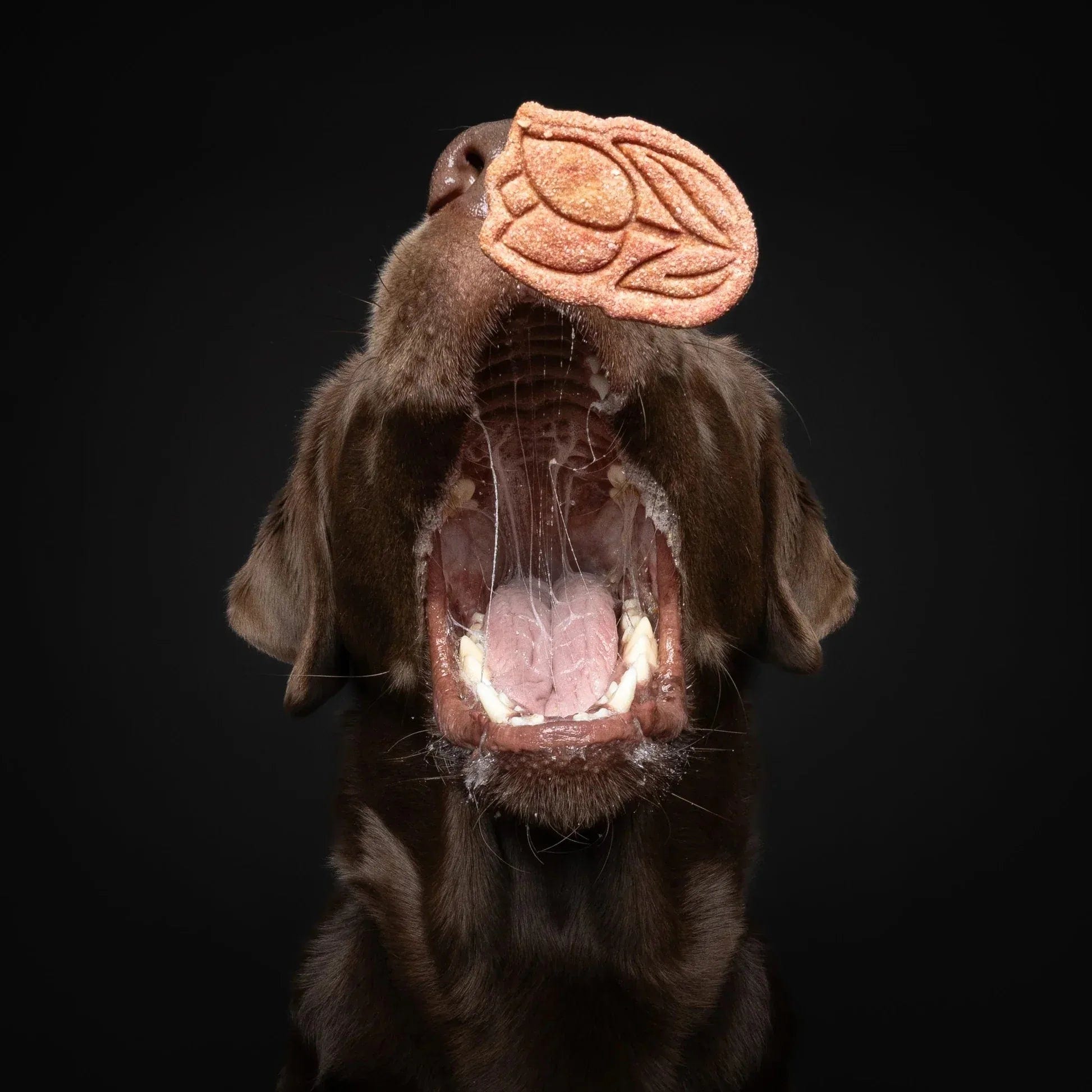 Brauner Hund mit geöffnetem Maul fängt einen hellbraunen, blütenförmigen Hundekeks mit Baltic Biscuits Flower Power