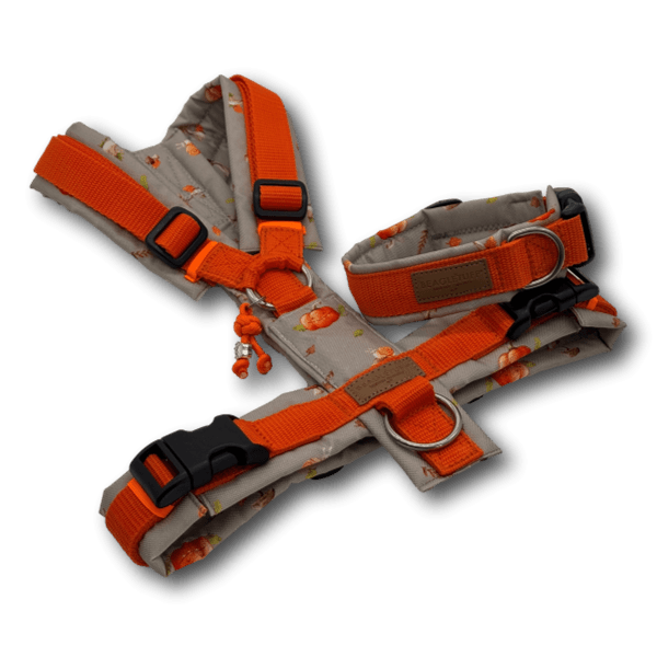 Y-Geschirr BT EasyWalk® orange Herbst grau Gr. M Sofortkauf - Beagletuff