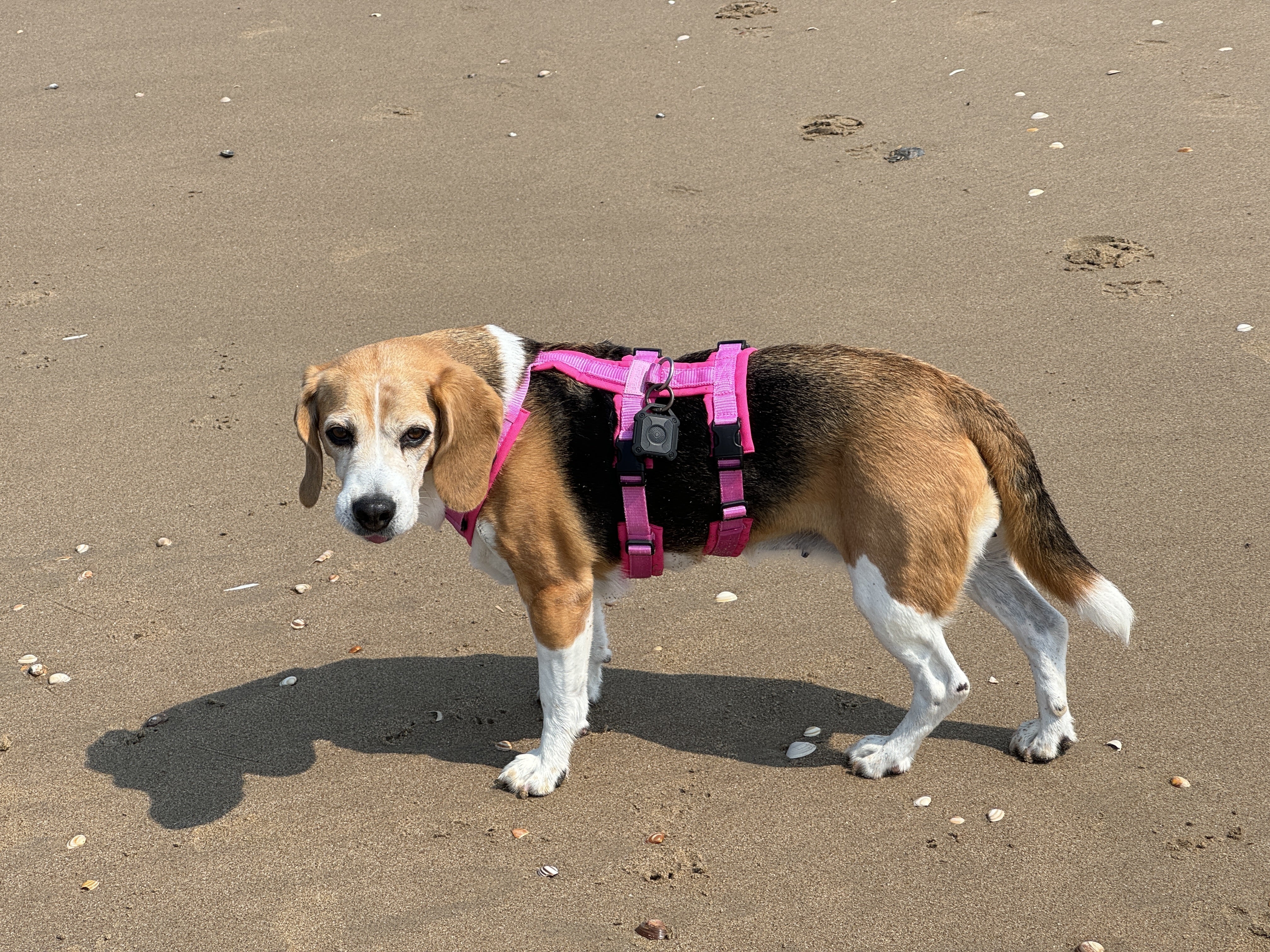 Die ultimative Sicherheit: Warum ein Sicherheitsgeschirr für Ihren Hund unverzichtbar ist - Beagletuff