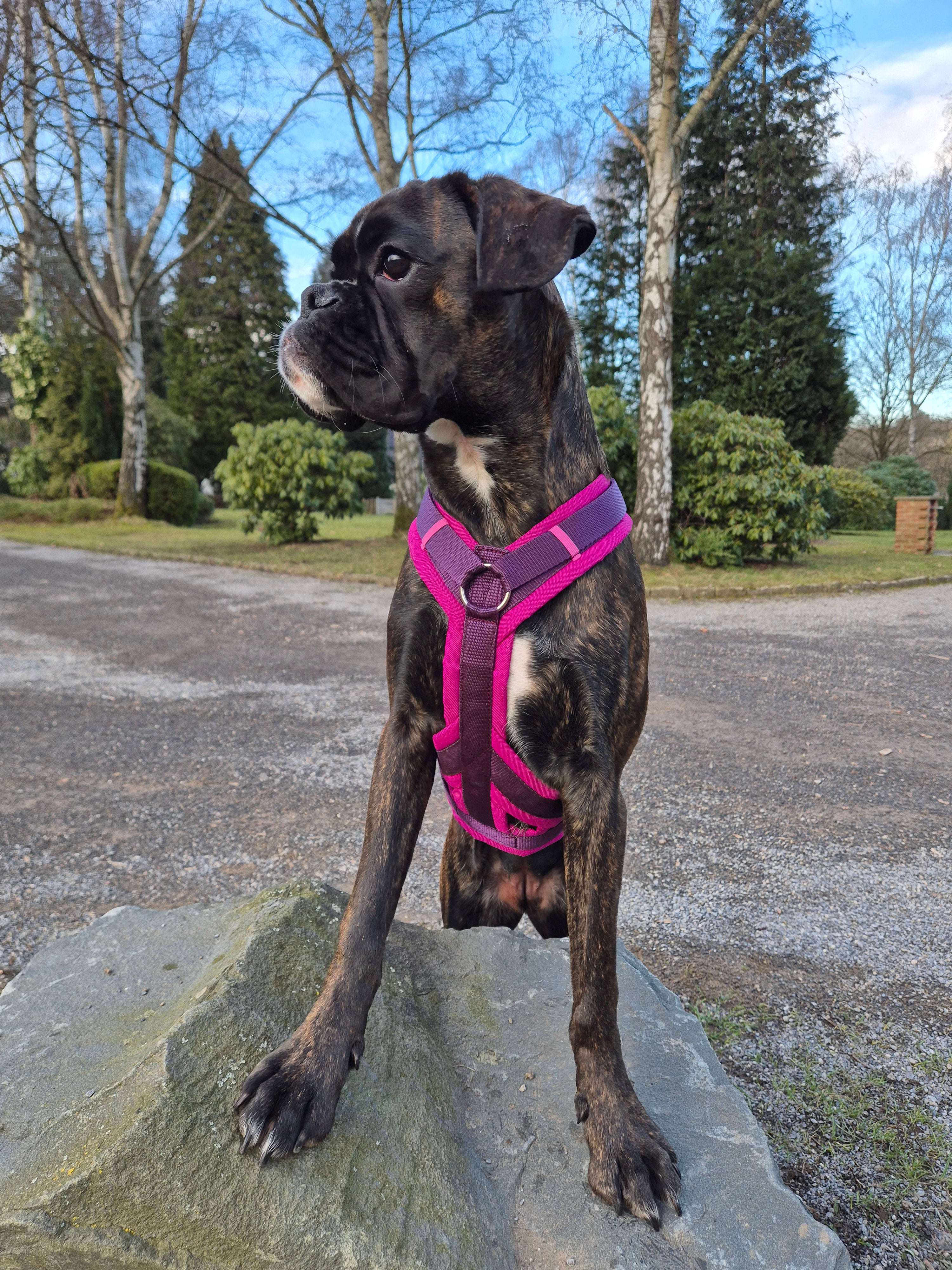 Y-Geschirr BT EasyWalk® Peewee