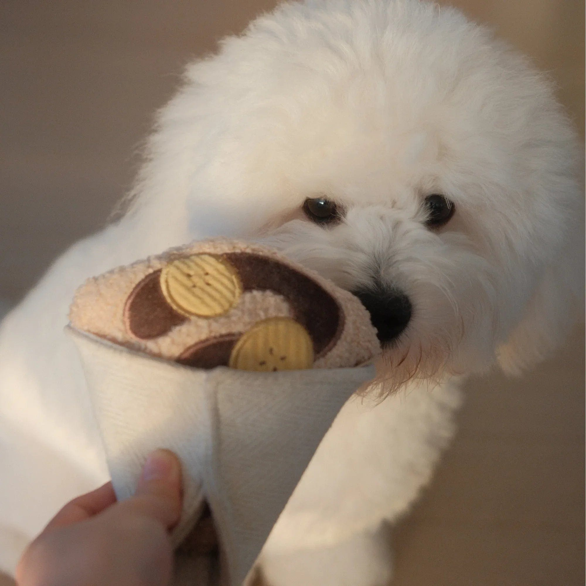 Weißer, flauschiger Hund riecht an einem beigen Spielzeug mit braunen und goldenen Applikationen, das von einer Hand gehalten wird mit Lambw