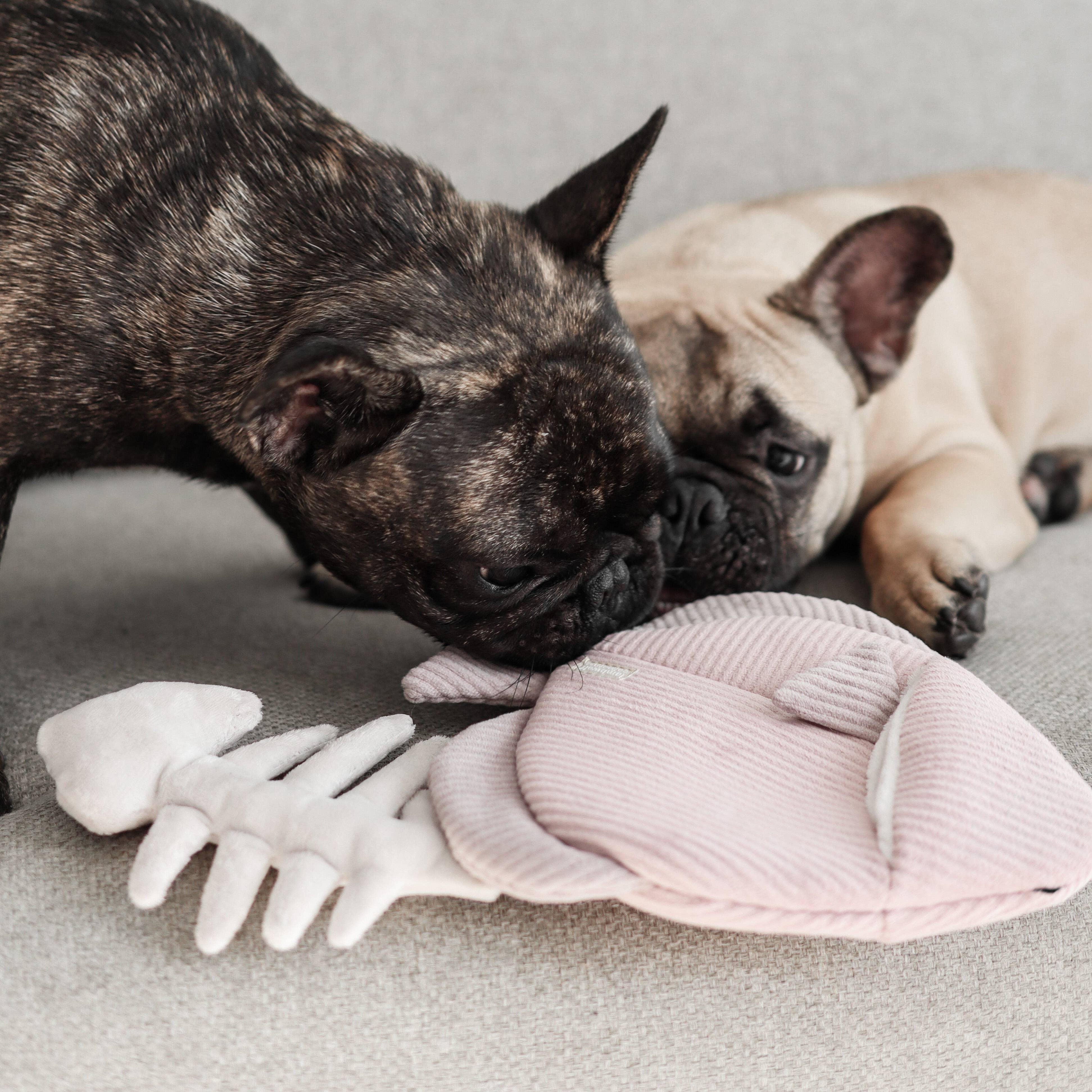 Lambwolf Engelfisch 2-in-1 Versteck- und Schnüffelspielzeug - Beagletuff