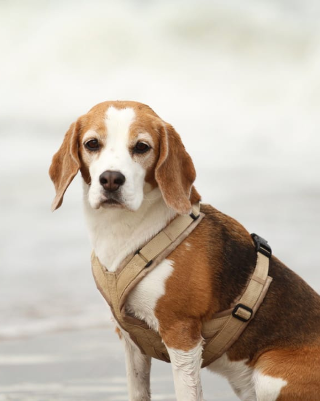 Beagle Ella trägt ein beiges BT EasyWalk® Sicherheitsgeschirr am Strand.