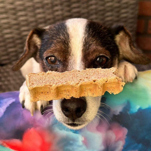 Hund mit einem Baltic Biscuits Wuffel-Stick auf der Schnauze, wartet gespannt auf den Snack.
