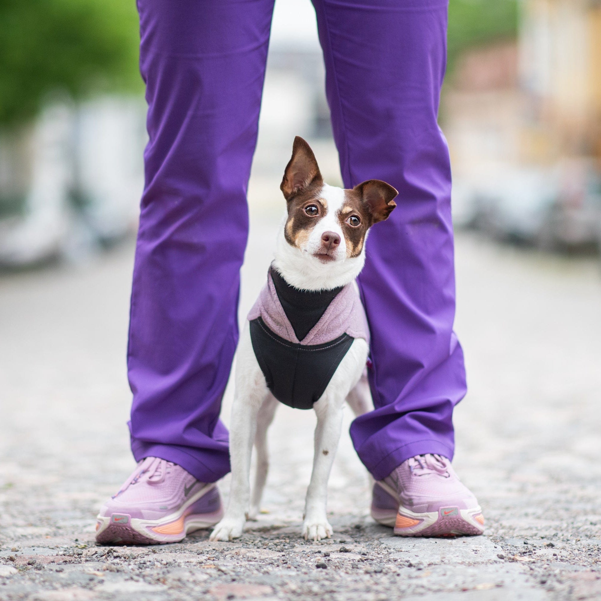JumppaPomppa Elderberry 44, Fleecepullover für Hunde Produktbild von Beagletuff