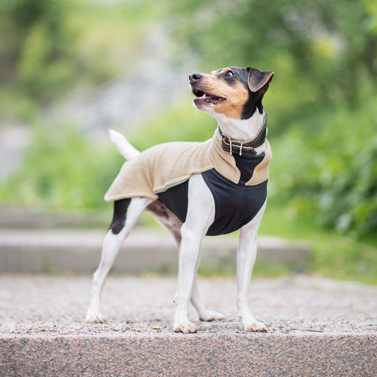 Kleiner braun-weiß-schwarzer Hund mit kurzem Fell trägt einen beige-schwarzen Fleecepullover und steht auf einer Steinfläche mit verschwomme