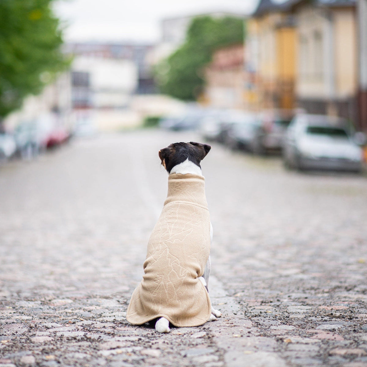 Braun-weißer Hund sitzt auf Kopfsteinpflasterstraße mit beigefarbenem Fleecepullover, Rücken zum Betrachter gewandt mit JumppaPomppa Sand Gr