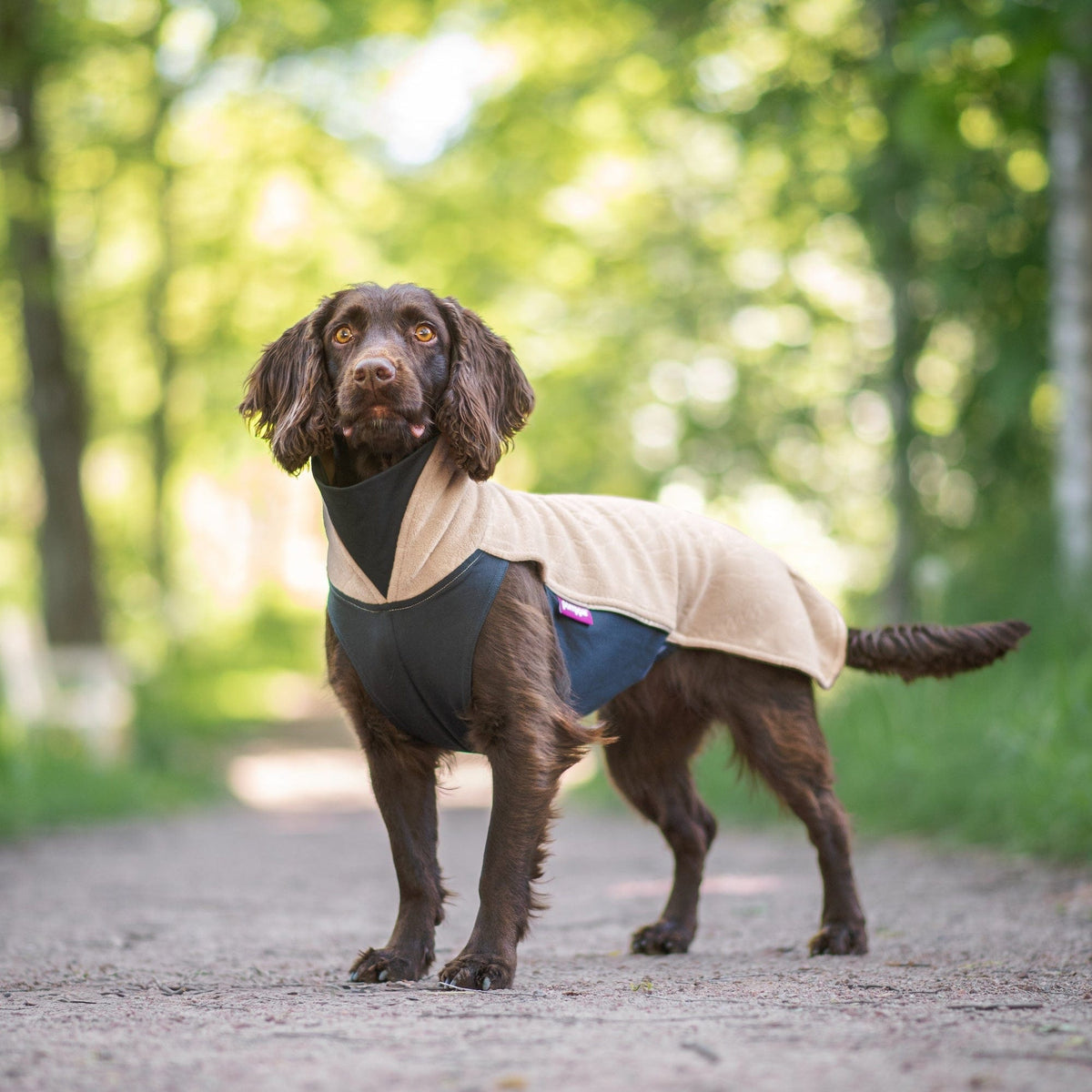 Brauner Hund mit langen Ohren steht auf einem Waldweg. Er trägt einen beigefarbenen Fleecepullover, der den Rücken und den Hals bedeckt. Die