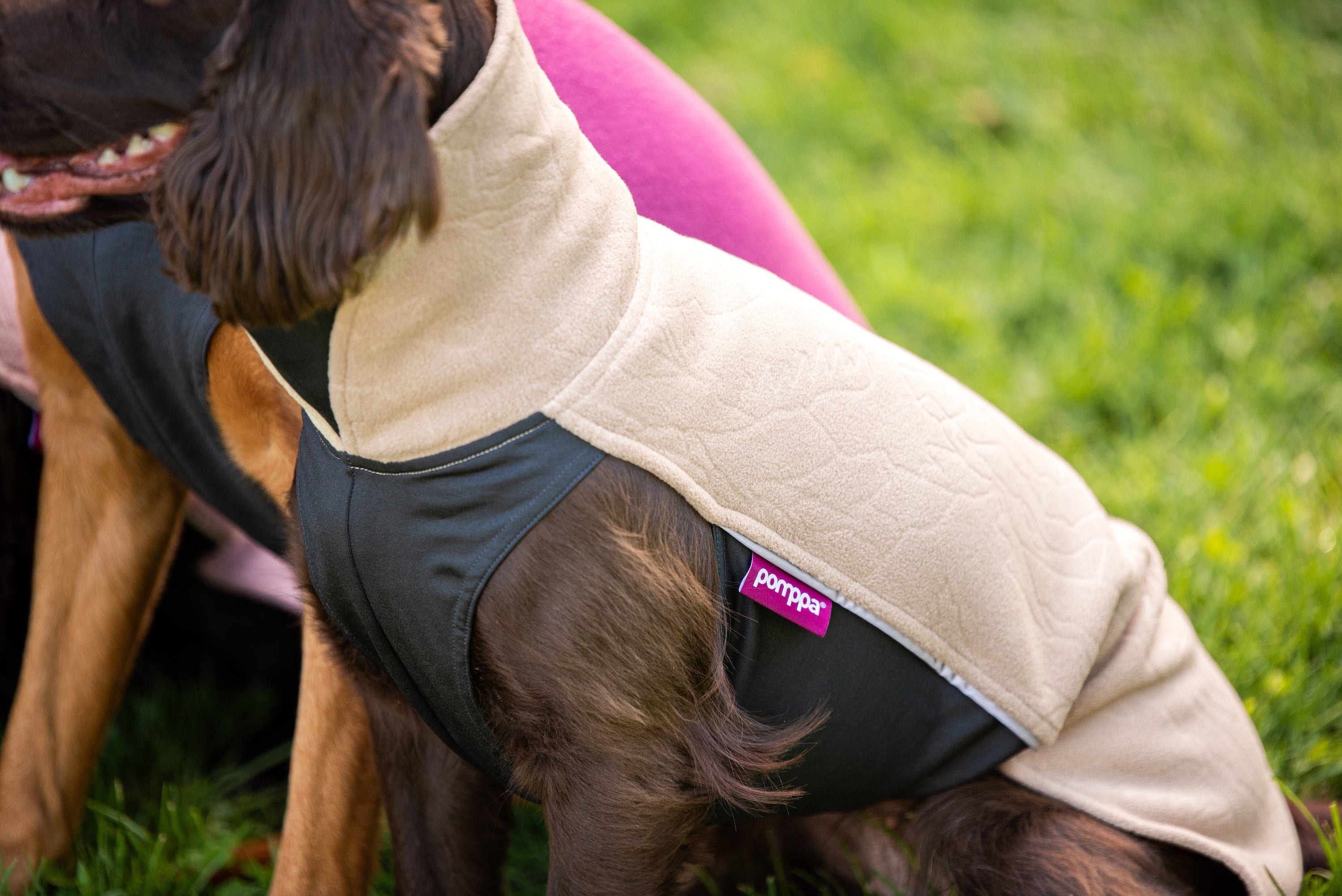 Nahaufnahme eines braunen Hundes mit kurzem Fell, der einen beige-schwarzen Fleecepullover trägt, auf dem ein pinkes Pomppa-Label sichtbar i