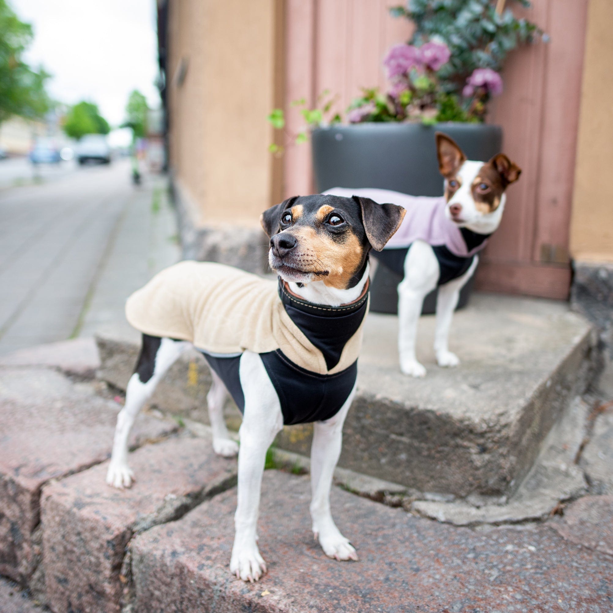 Zwei kleine Hunde mit kurzem Fell und Hängeohren stehen auf gepflastertem Untergrund vor einem Haus. Der vordere Hund trägt einen beigen Fle
