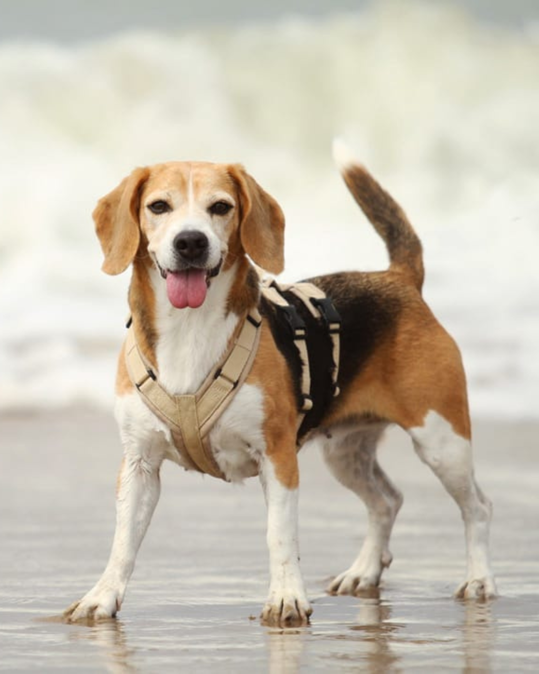 Beagle Lotti steht mit einem beigen BT EasyWalk® Sicherheitsgeschirr im flachen Wasser am Strand.