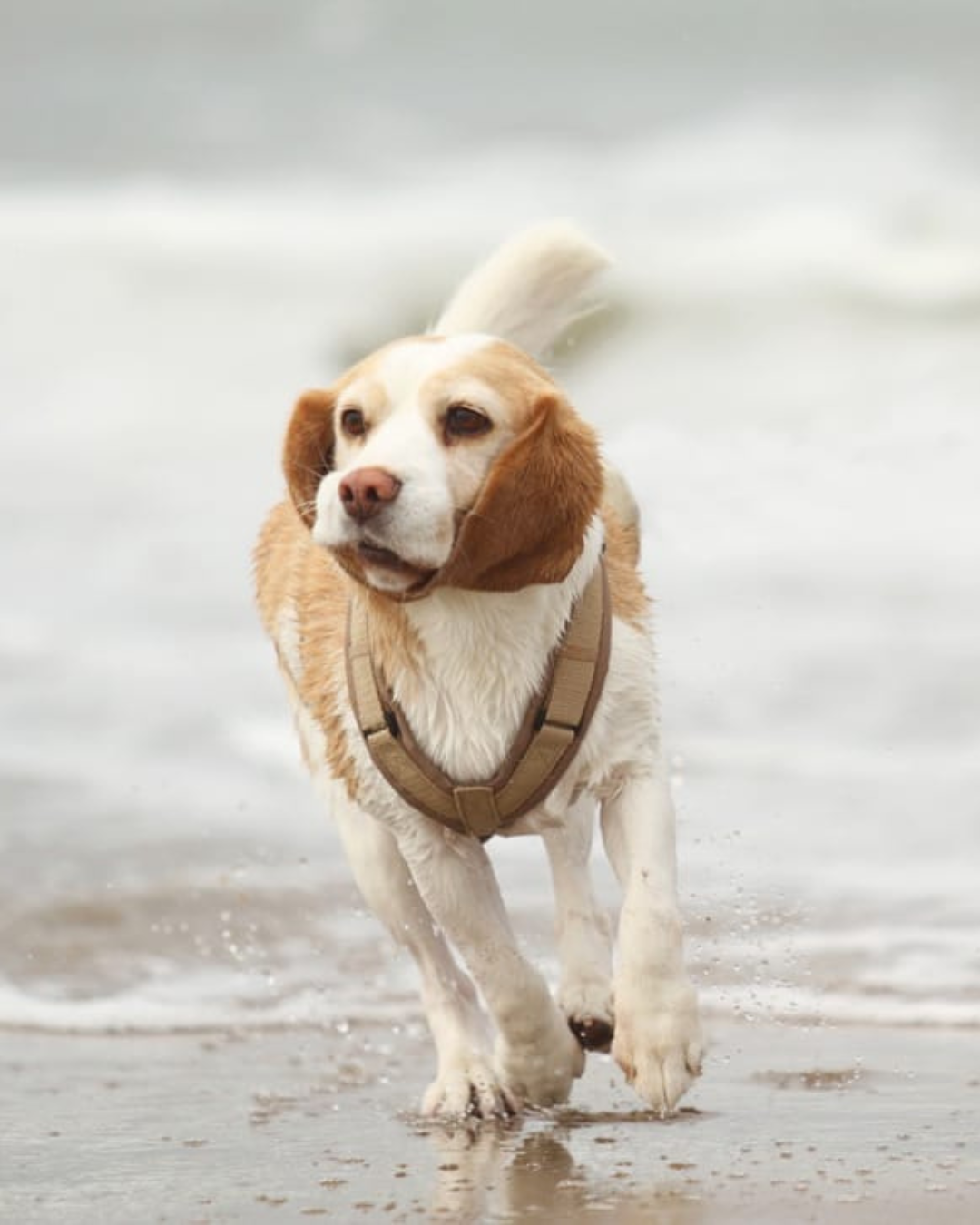 Beagle Milla läuft mit einem beigen BT EasyWalk® Hundegeschirr durch das flache Wasser am Strand.