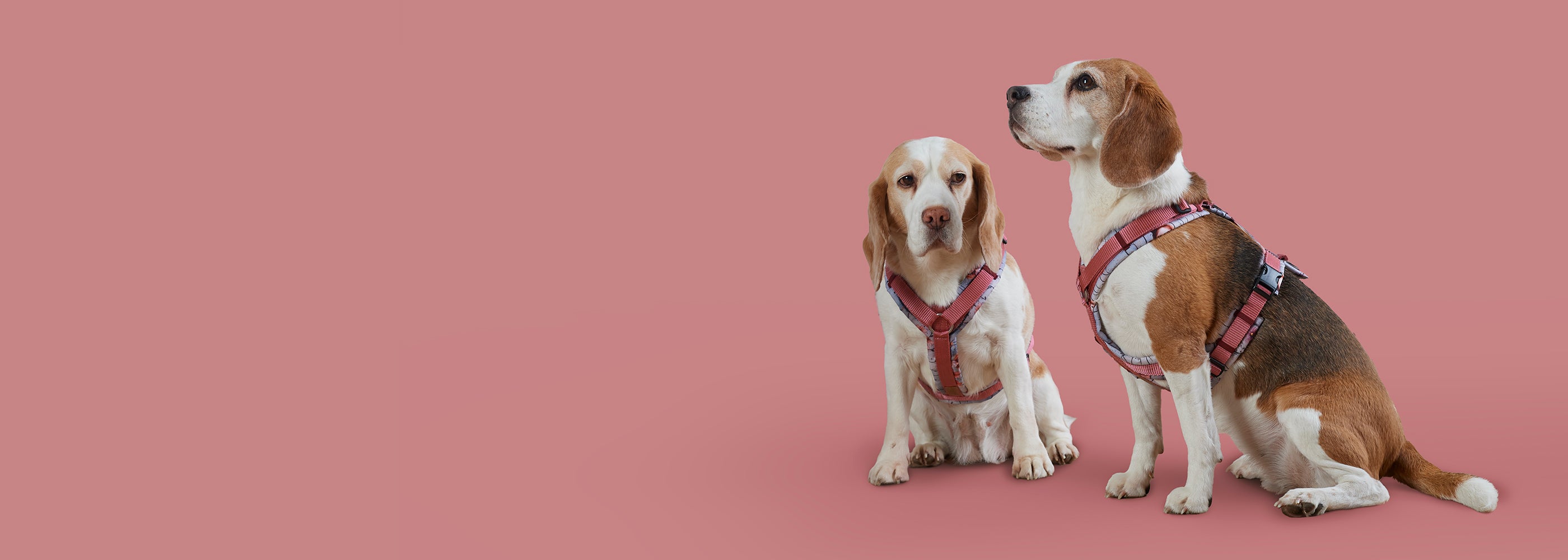 Beagle Milla und Ella tragen handgemachte BEAGLETUFF® Hundegeschirre in Rosa – Studioaufnahme auf rosa Hintergrund

