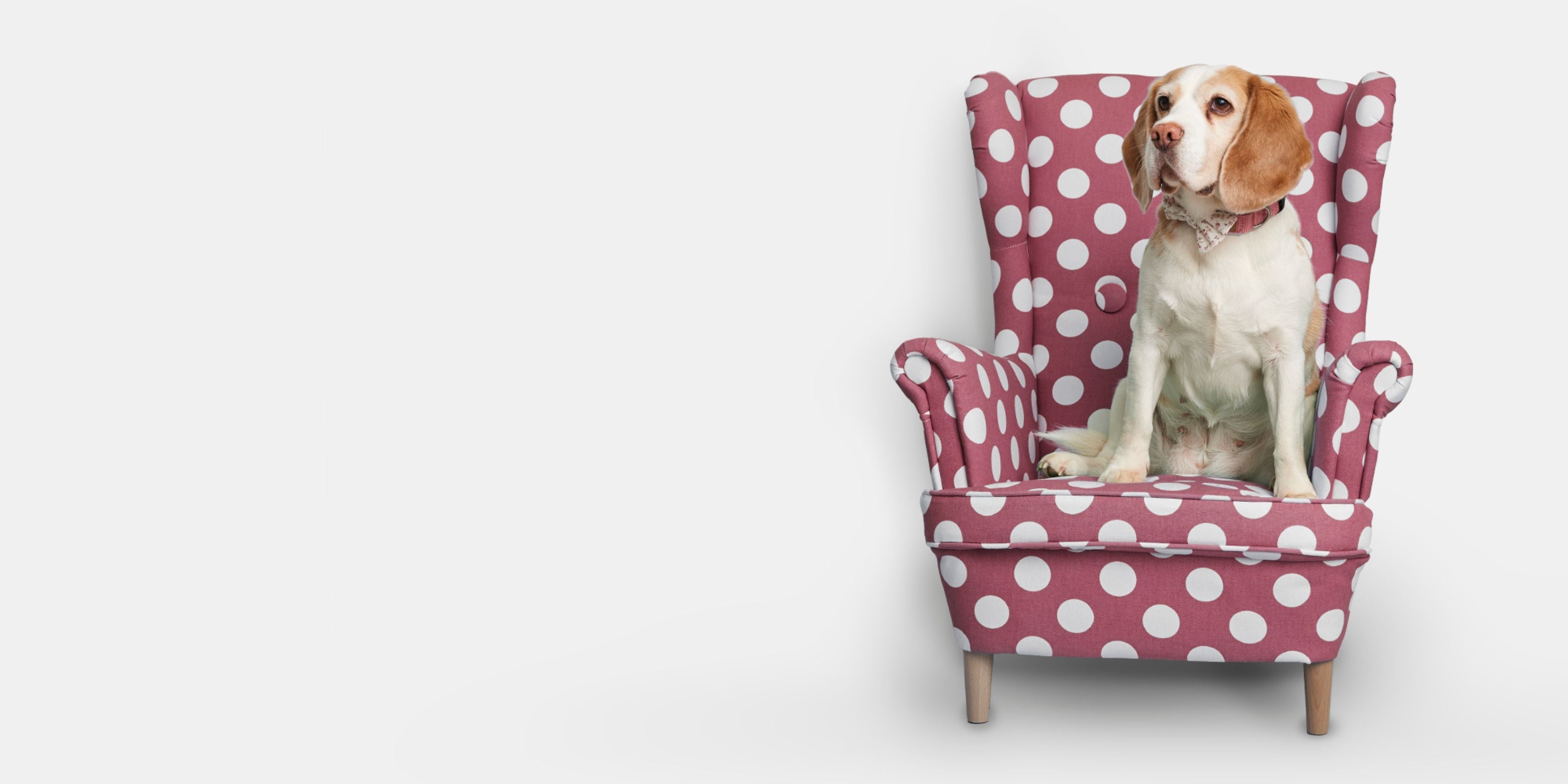 Beagle-Dame Milla sitzt auf einem rosa-weiß gepunkteten Sessel und trägt ein BEAGLETUFF® Hundeaccessoire – Studioaufnahme mit weißem Hintergrund

