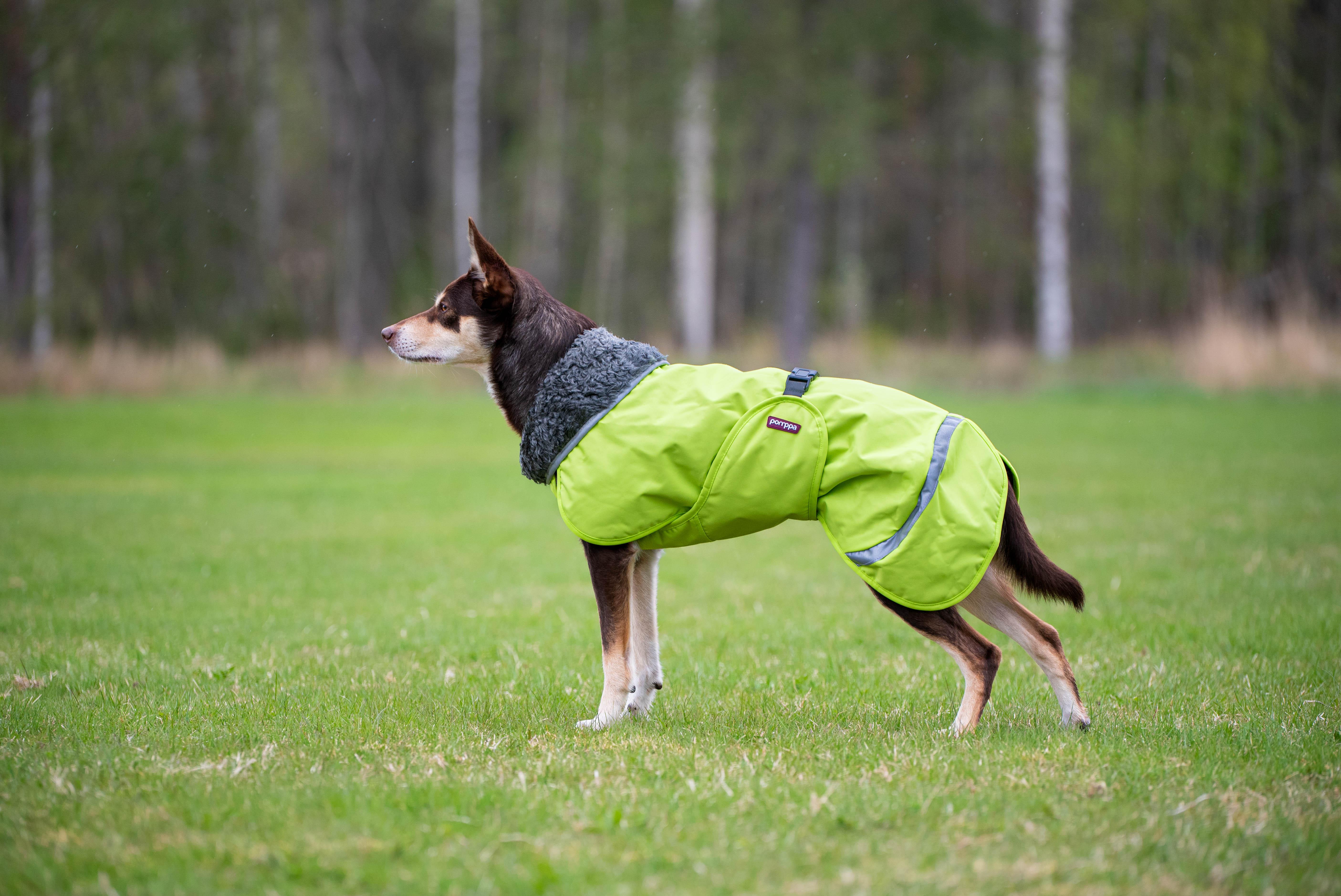 PerusPomppa - Wintermantel | Gr. 44 | Lime - Beagletuff