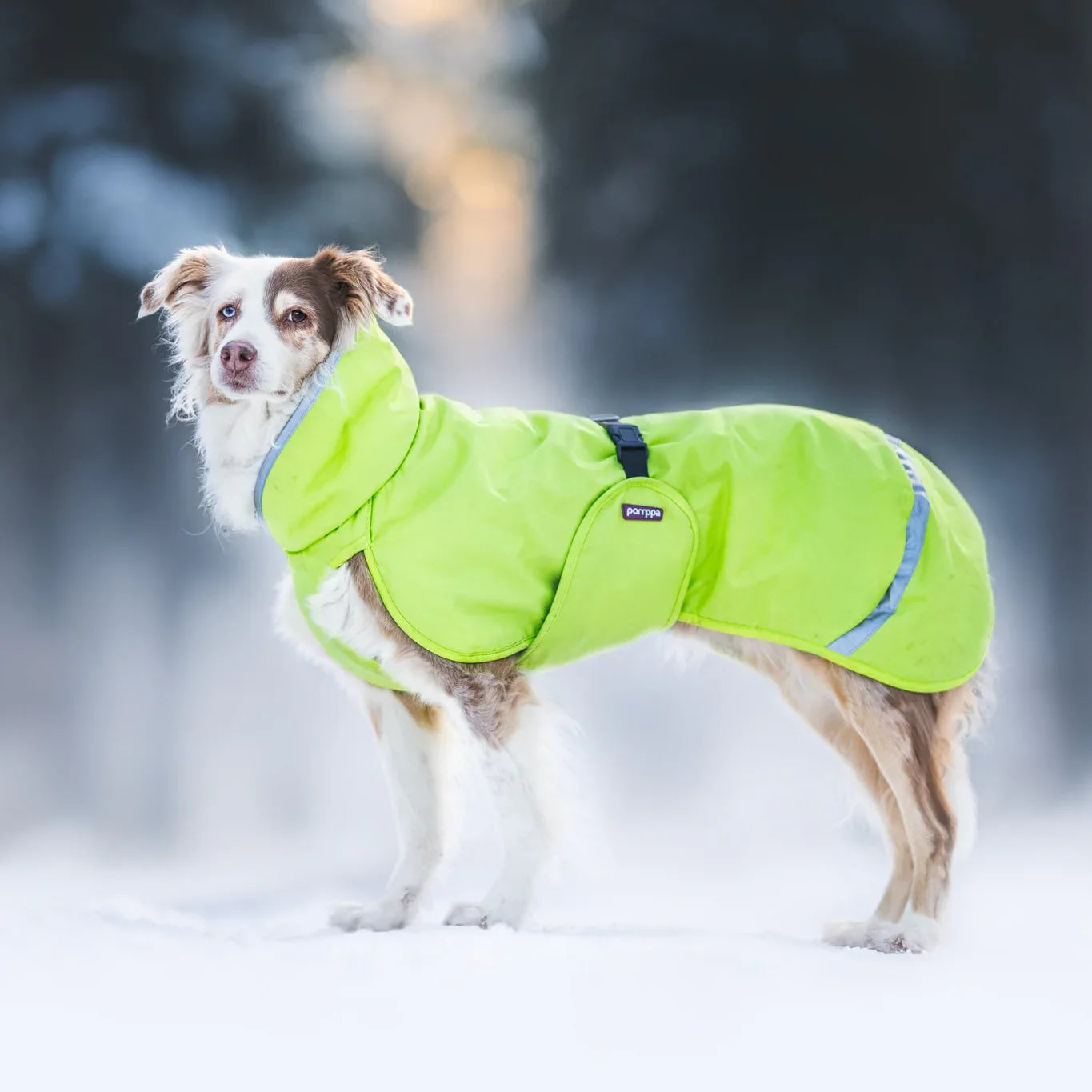 PerusPomppa - Wintermantel | Gr. 44 | Lime - Beagletuff