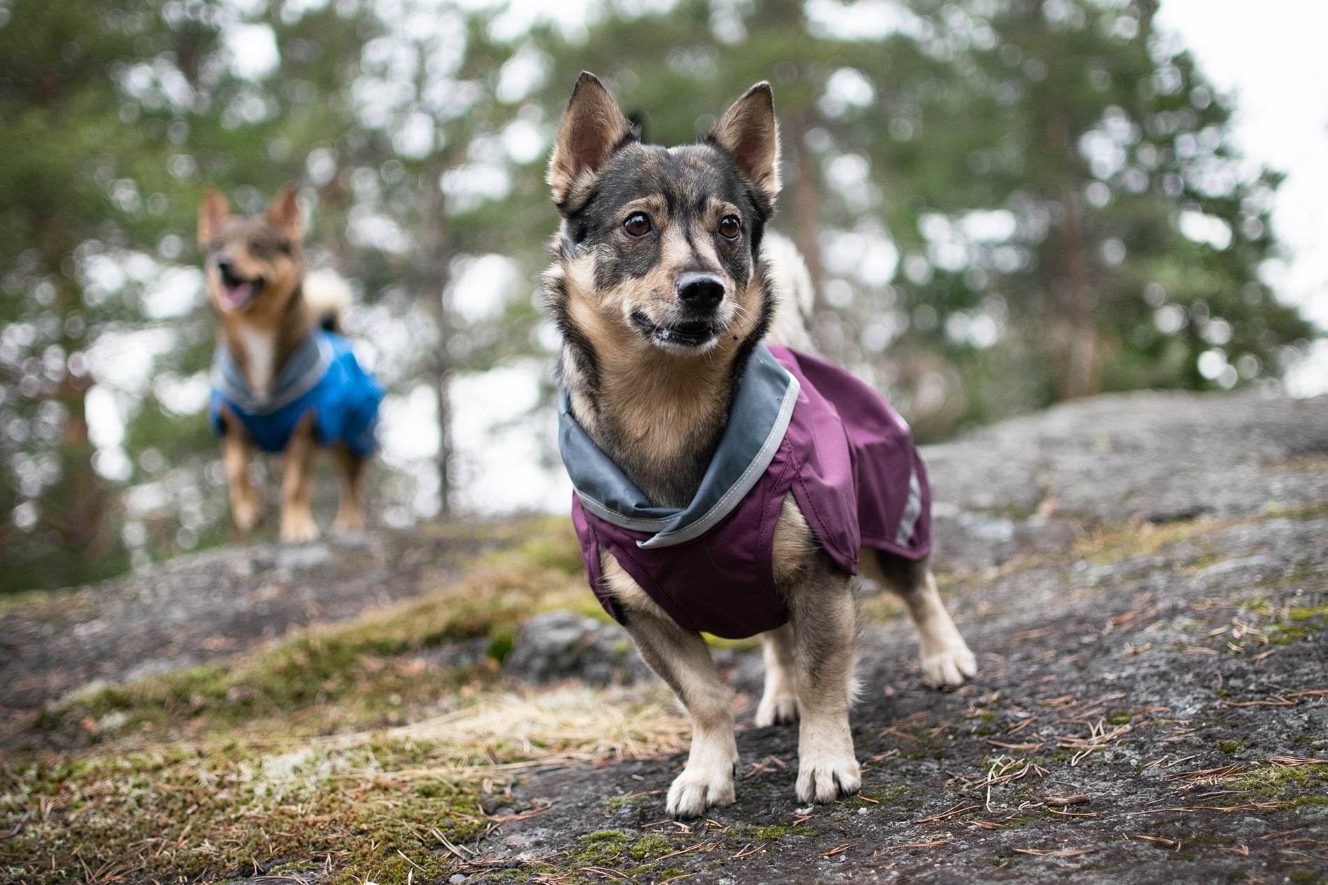Hunderegenmantel SadePomppa Plum - Beagletuff