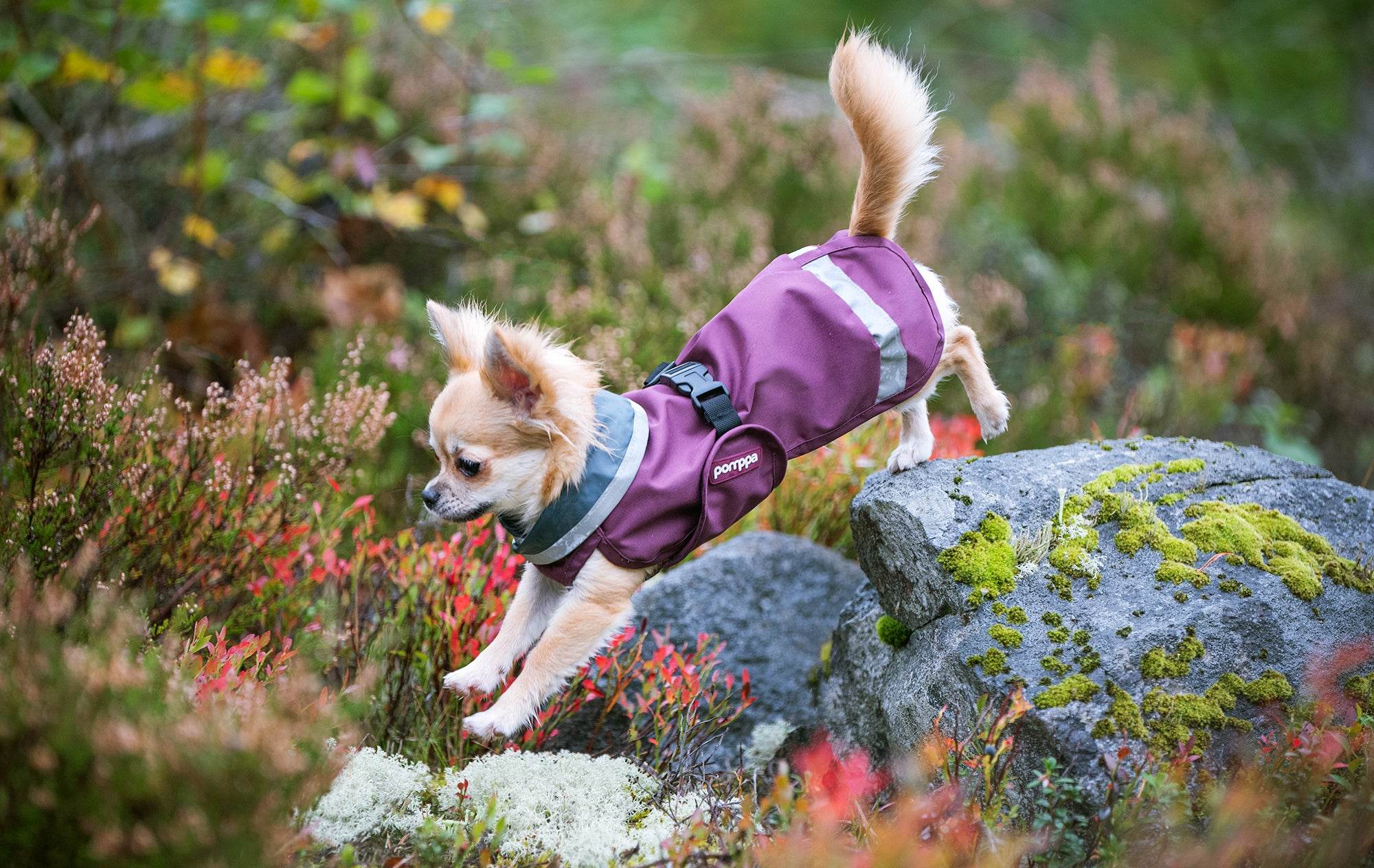 Hunderegenmantel SadePomppa Plum - Beagletuff