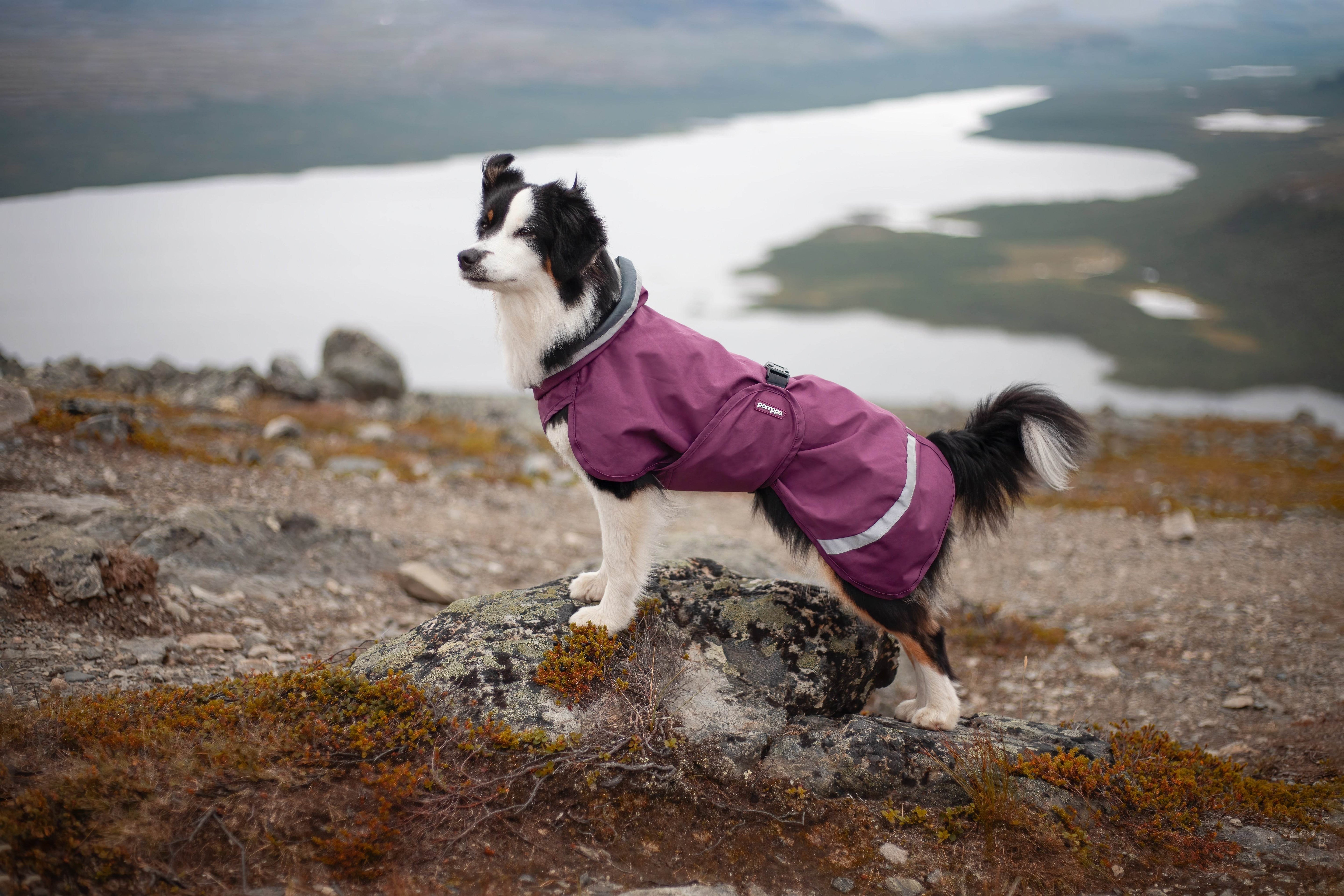 Hunderegenmantel SadePomppa Plum - Beagletuff