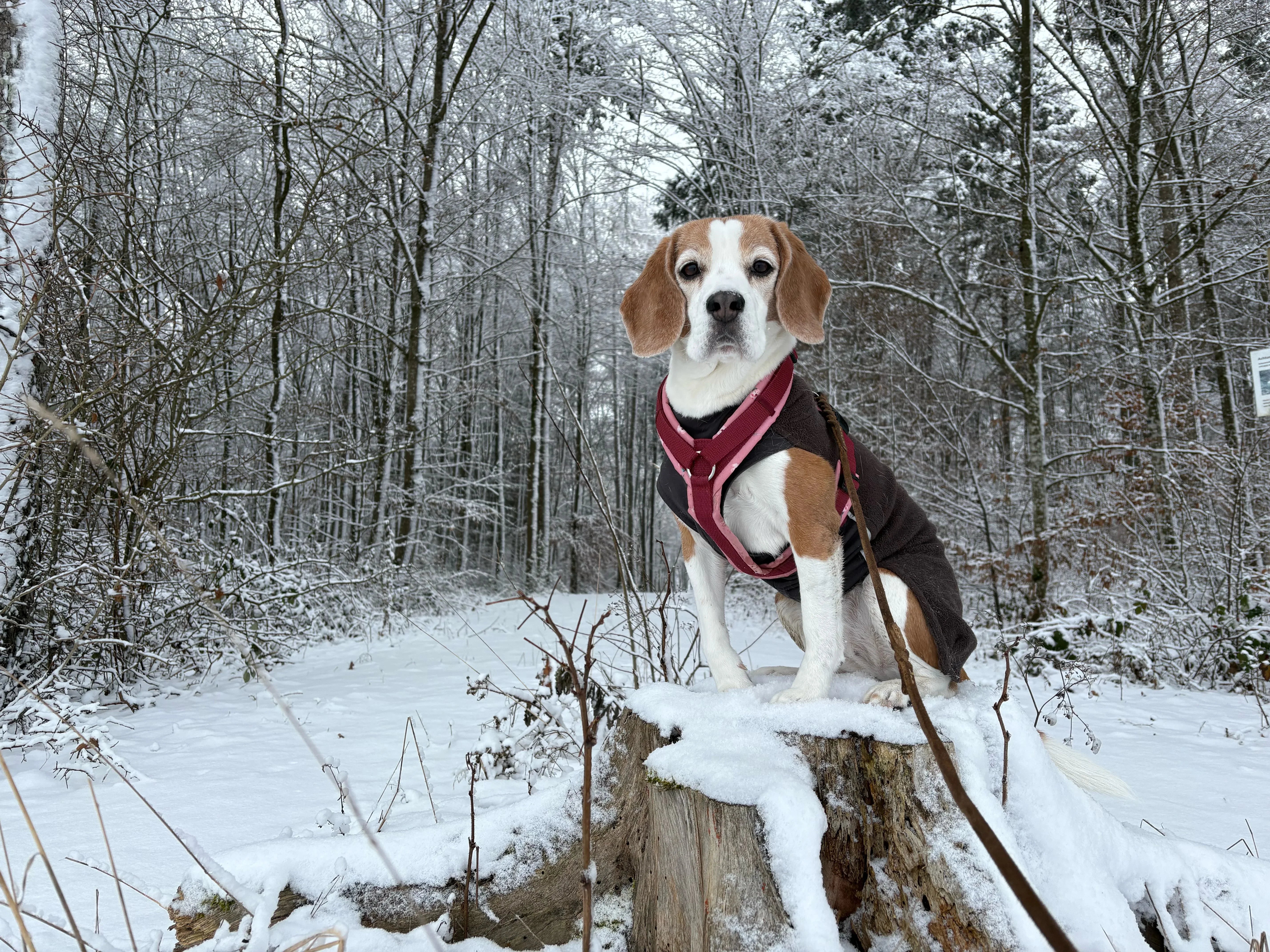 Beagle mit BT EasyWalk® Geschirr und braunem Mantel sitzt auf einem Baumstumpf im schneebedeckten Wald und schaut in die Kamera.