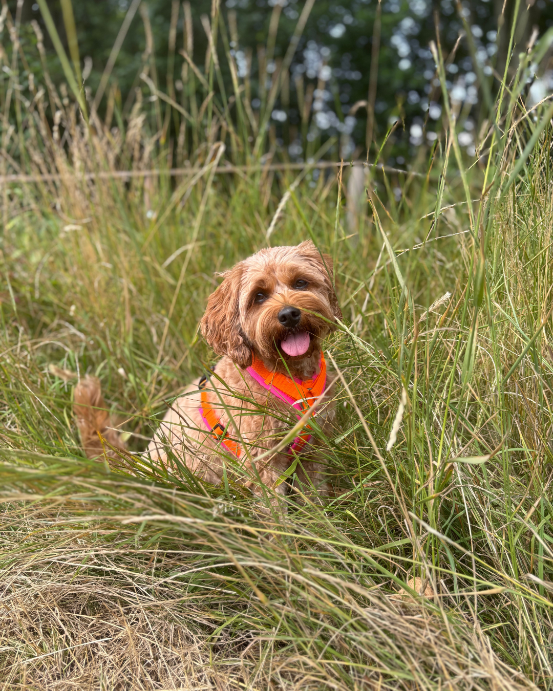 Tira sitzt mit einem pink-orangefarbenen BT EasyWalk® Hundegeschirr im hohen Gras.