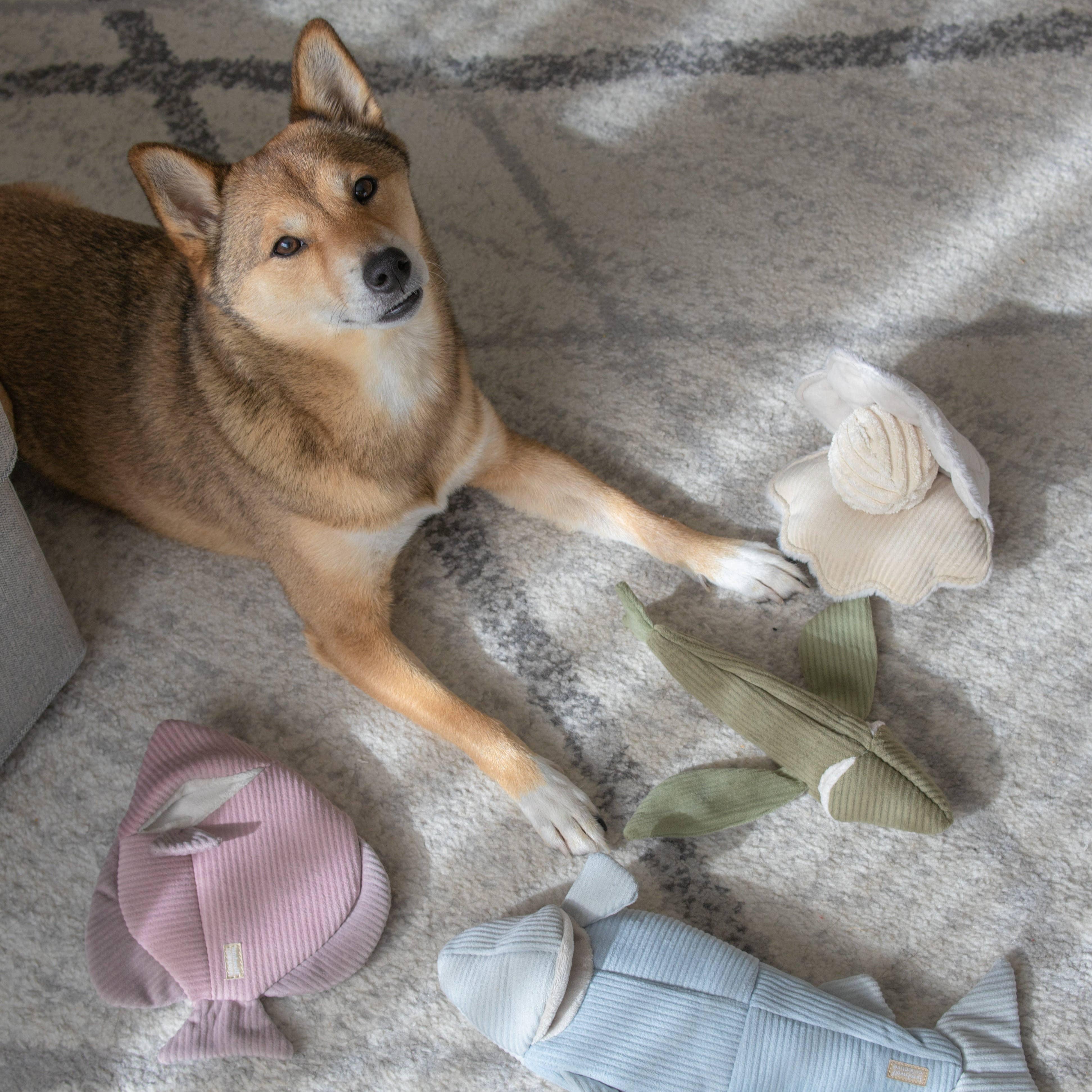 Lambwolf Engelfisch 2-in-1 Versteck- und Schnüffelspielzeug - Beagletuff