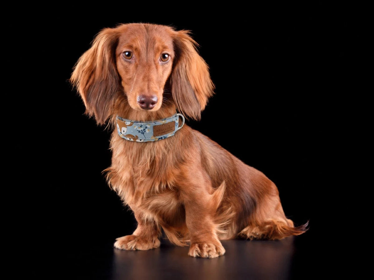 Rotbrauner Langhaardackel sitzt vor schwarzem Hintergrund und trägt ein BT Hundehalsband Premium mit Fuchsmuster (Bildmontage, mit KI erstellt)