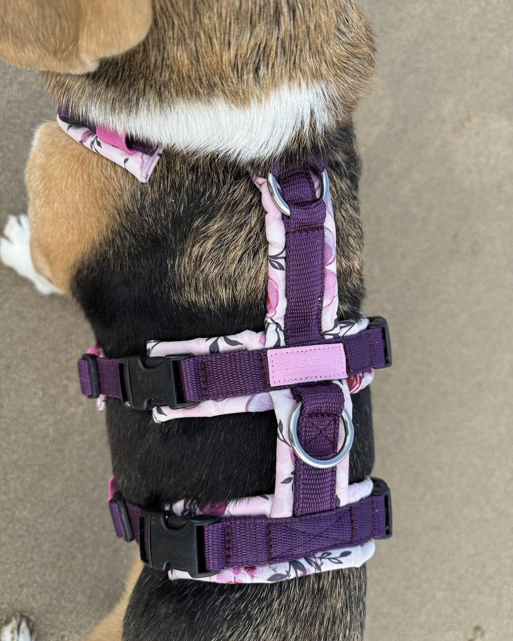 BT EasyWalk® Plus von oben: Brustgurt und Bauchgurt mit vier Steckverschlüssen – Beagletuff®
