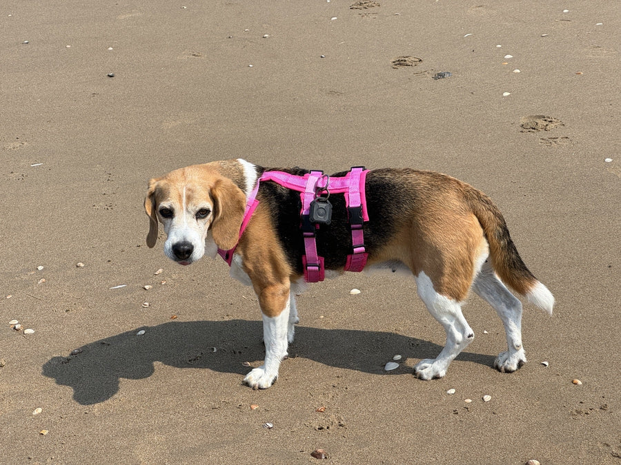 Markenhündin Lotti im pinken BT EasyWalk® Plus Sicherheitsgeschirr mit Bauchgurt am Strand – Beagletuff®