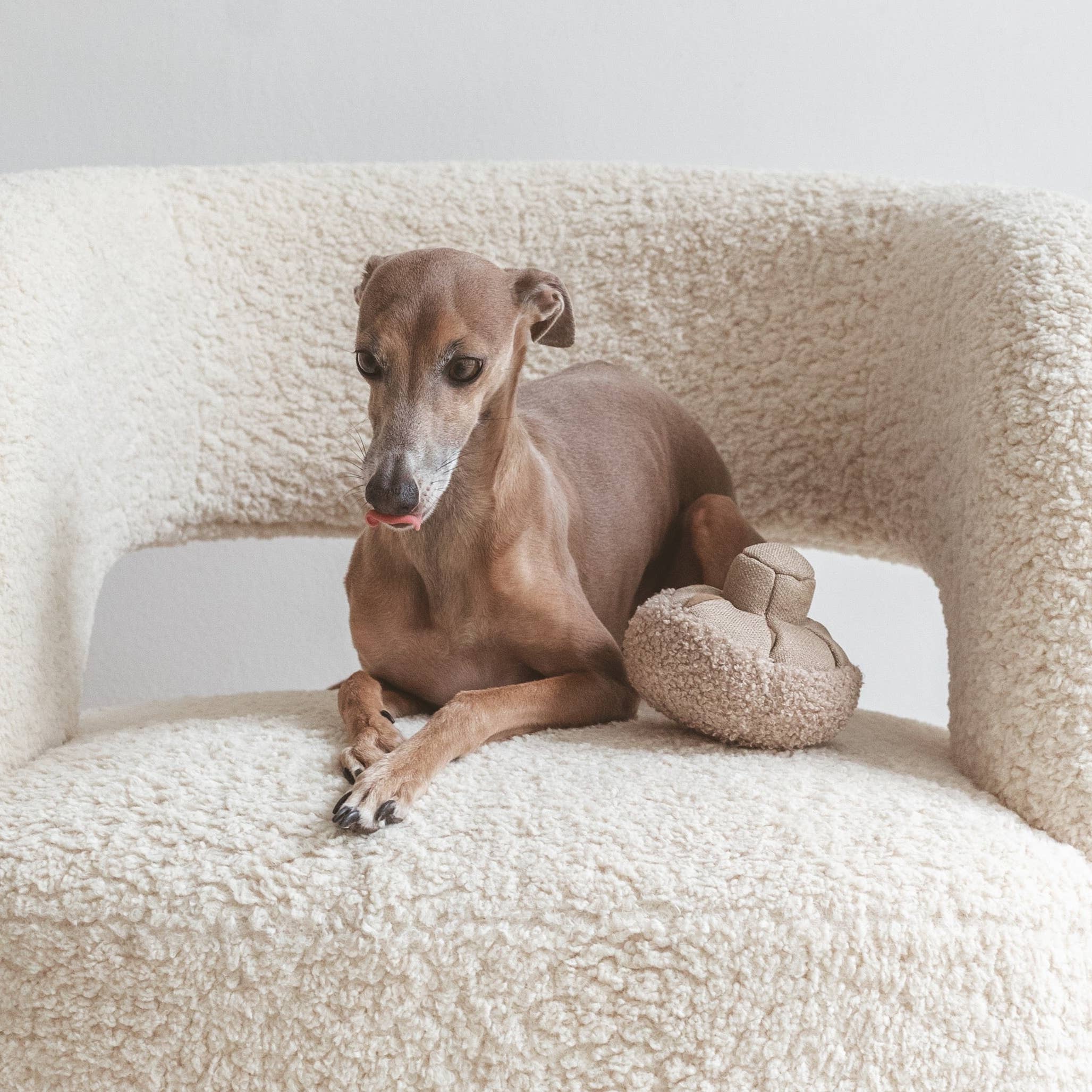 Lambwolf GUU Schnüffelpilz für erfahrene Suchhunde