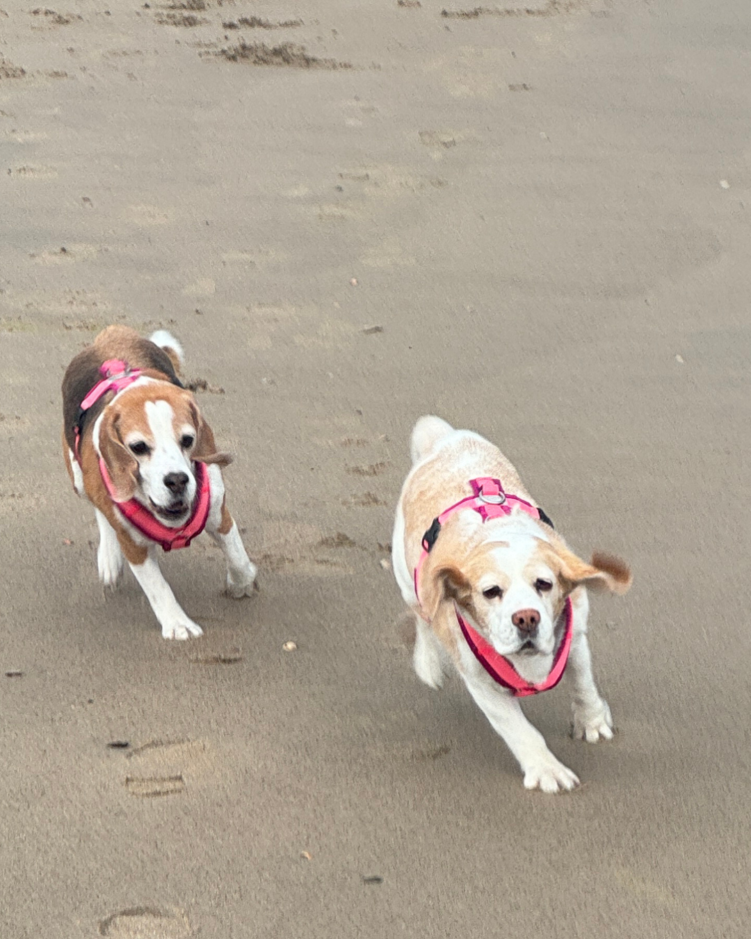 Ella und Milla, zwei Beagle, laufen mit pinken BT EasyWalk® Hundegeschirren über den Sandstrand.