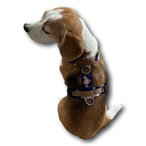 Ella: Braun-weißer Beagle sitzt mit dem Rücken zur Kamera. Er trägt ein dunkelblau-beiges Y-Geschirr mit rosa Details und einem kleinen Spru