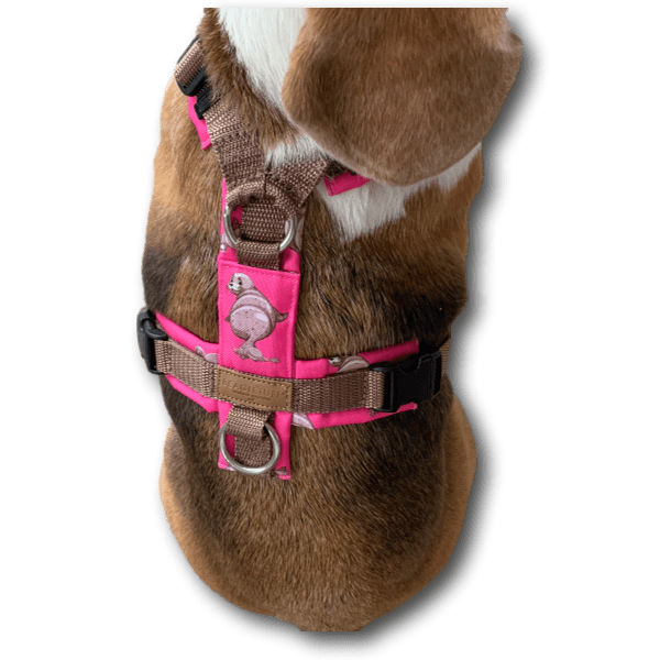Braun-weißer Beagle trägt ein BT EasyWalk® Y-Geschirr in Pink mit braunem Gurtband, das am Rückenring eine Leine hält. Das Geschirr zeigt ei