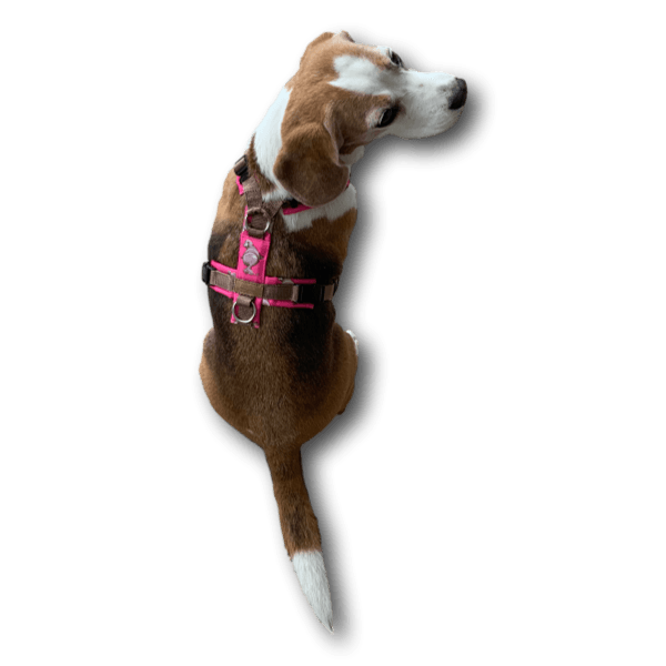 Braun-weißer Beagle sitzt und schaut nach rechts, trägt ein pinkes BT EasyWalk® Y-Geschirr mit verstellbaren Gurten und silbernen Edelstahlr