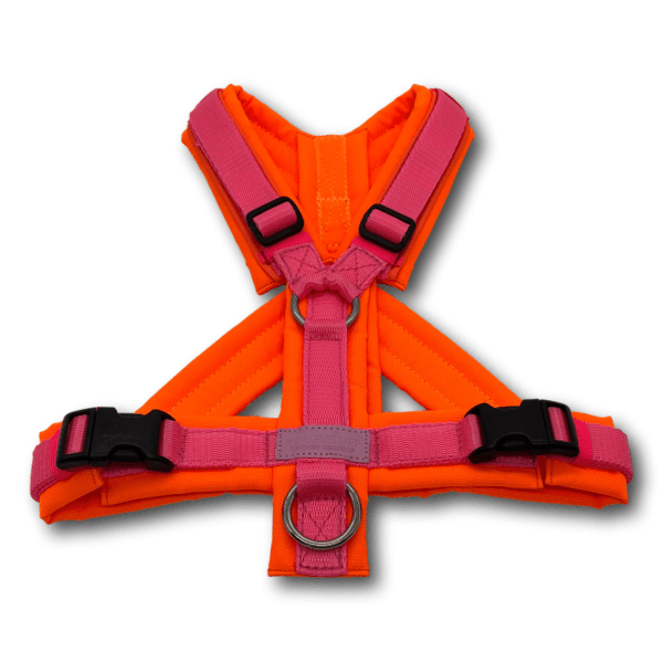 Y-Geschirr BT EasyWalk® Neon Edition orange/pink - Beagletuff