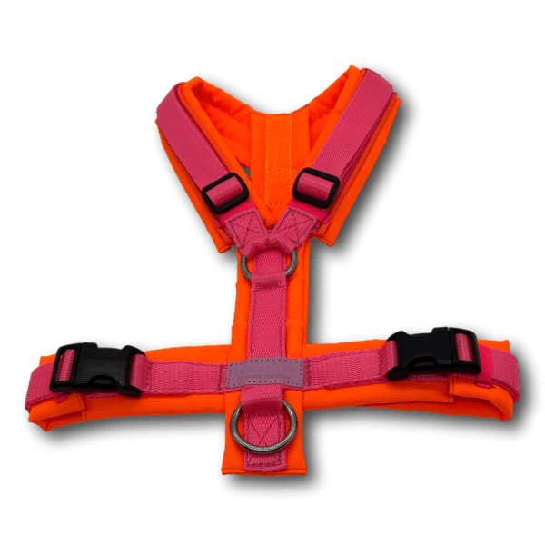 Y-Geschirr BT EasyWalk® Neon Edition orange/pink - Beagletuff